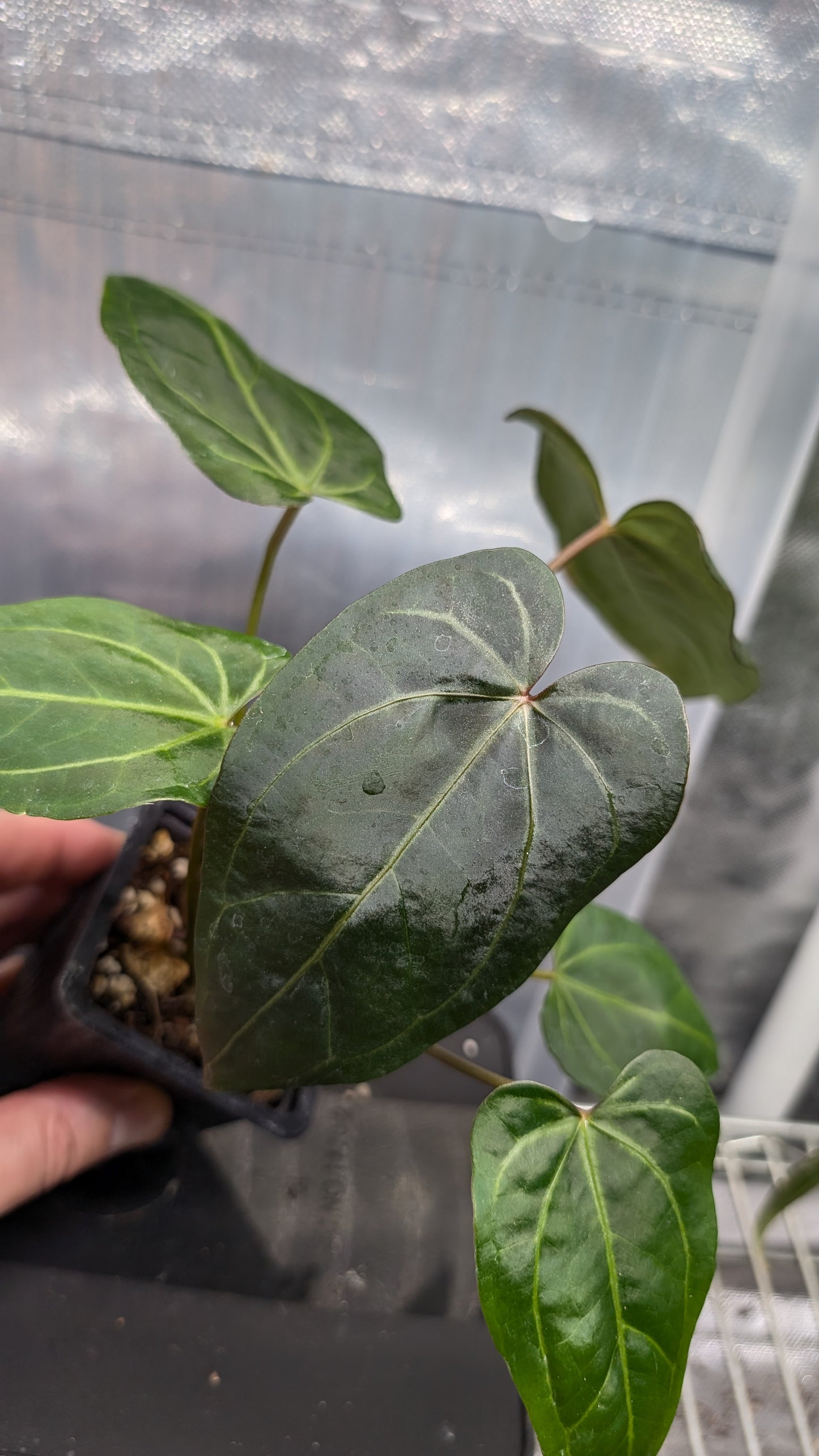Anthurium Doc Block 'Zara' x 'Michelle' Selected Dark Form x Mr. Worldwide