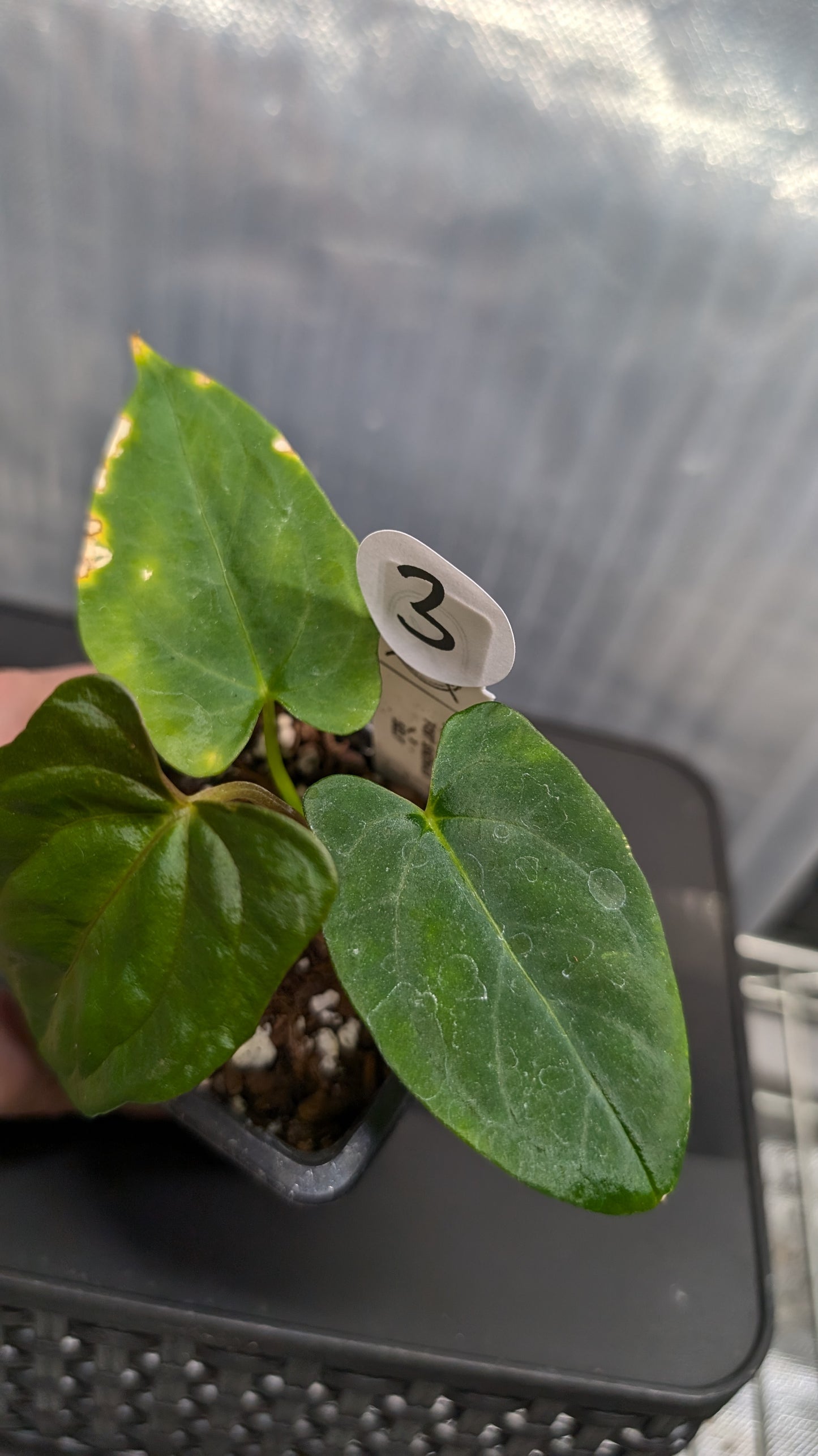 Anthurium Papillilaminum 'Fort Sherman'
