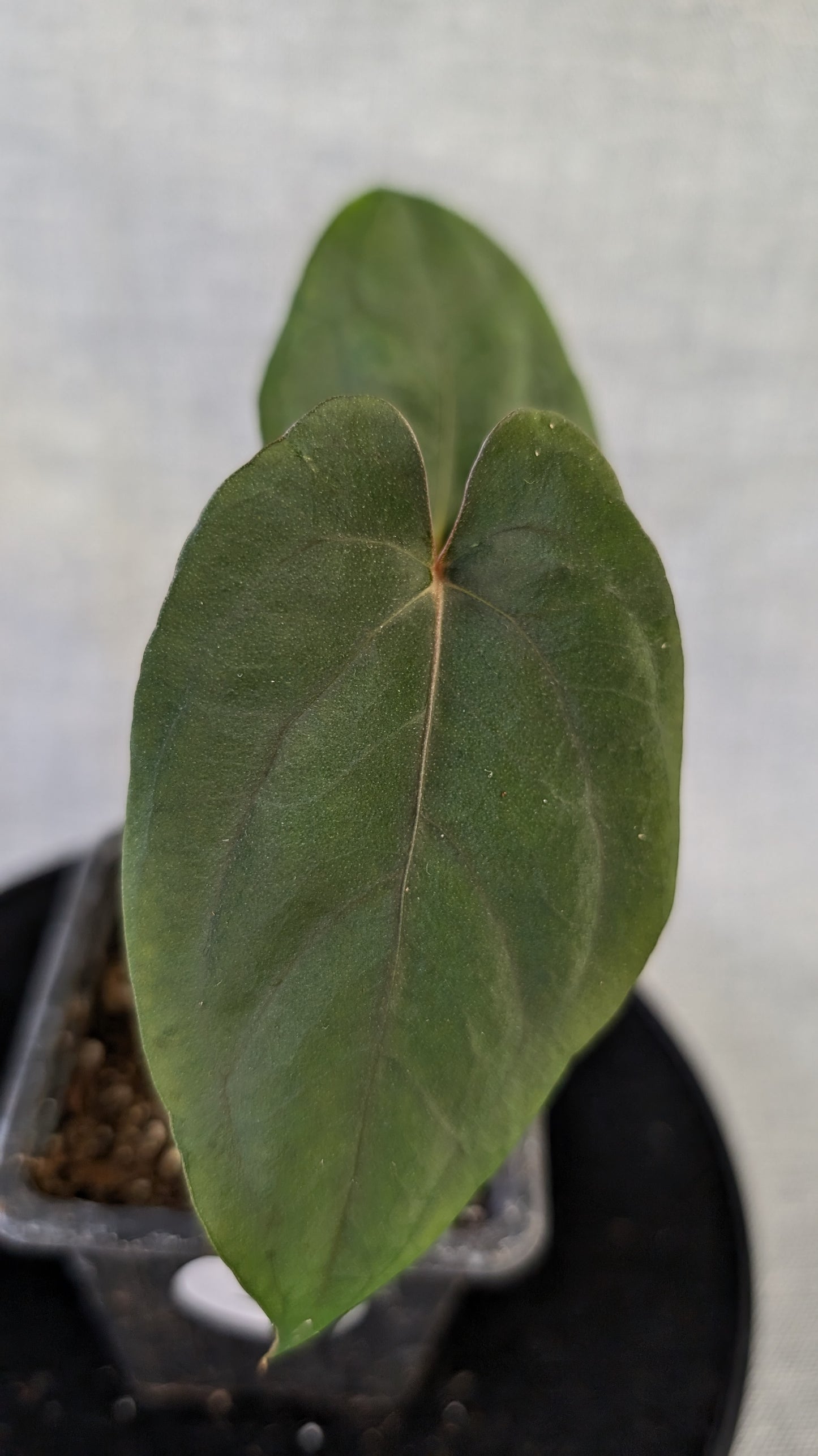 Anthurium Papillilaminum 'Daniel'