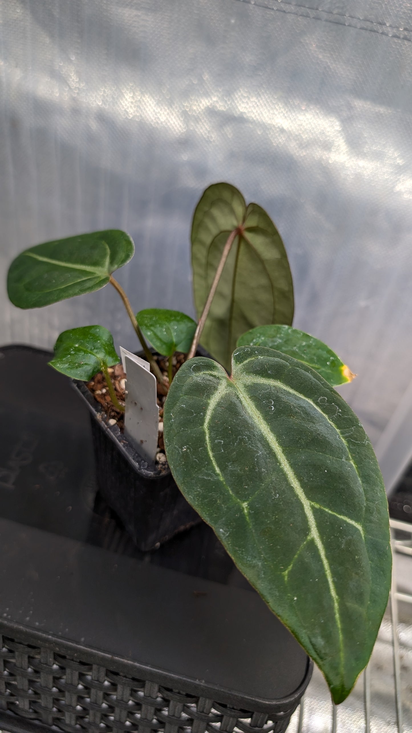 Anthurium Doc Block Zara x Michelle 'Selected Dark Form' x Besseae aff. 'Black Pillow'