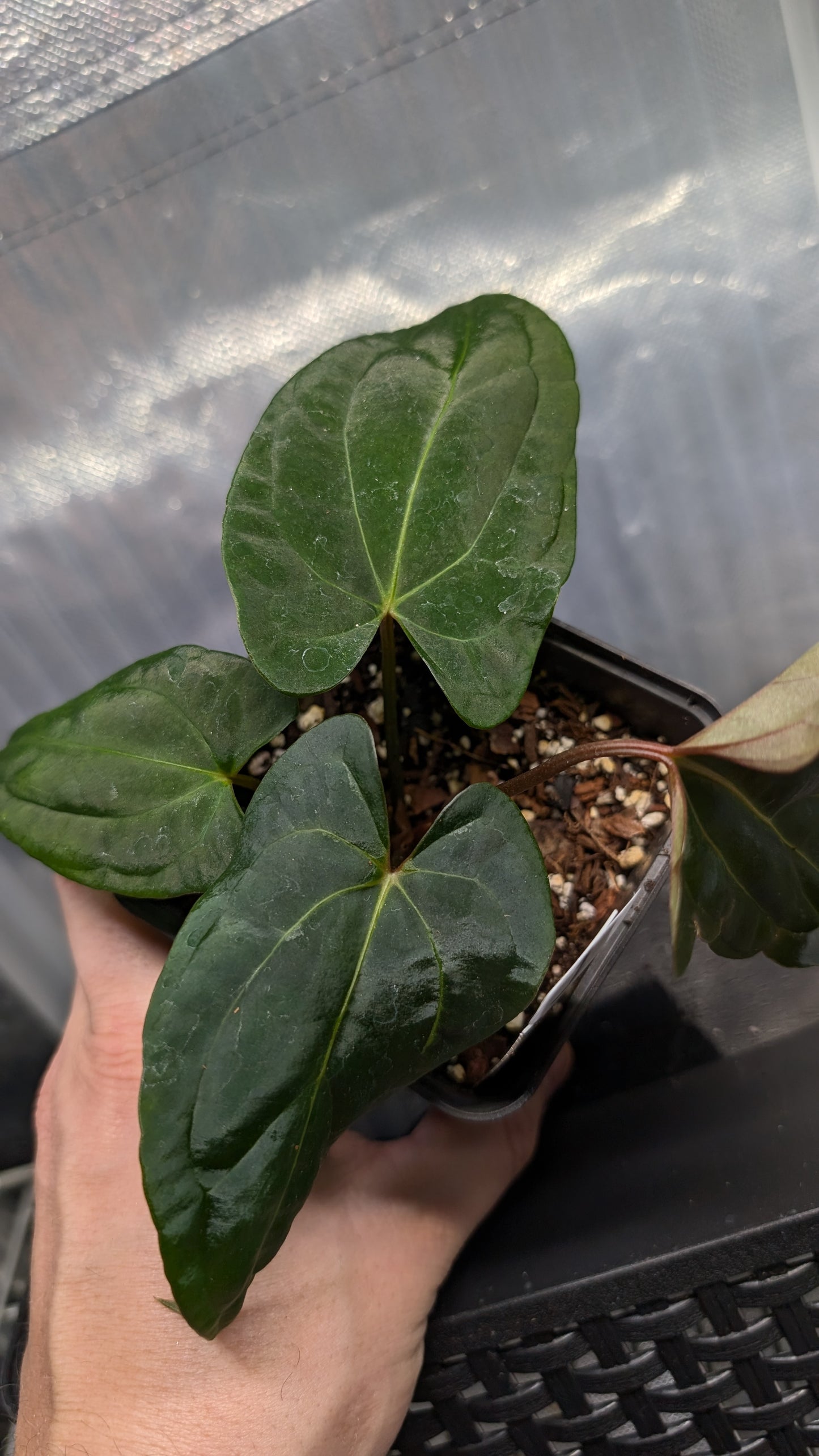 Anthurium Besseae aff 'Black Pillow' x Papillilaminum 'Fort Sherman' seedlings