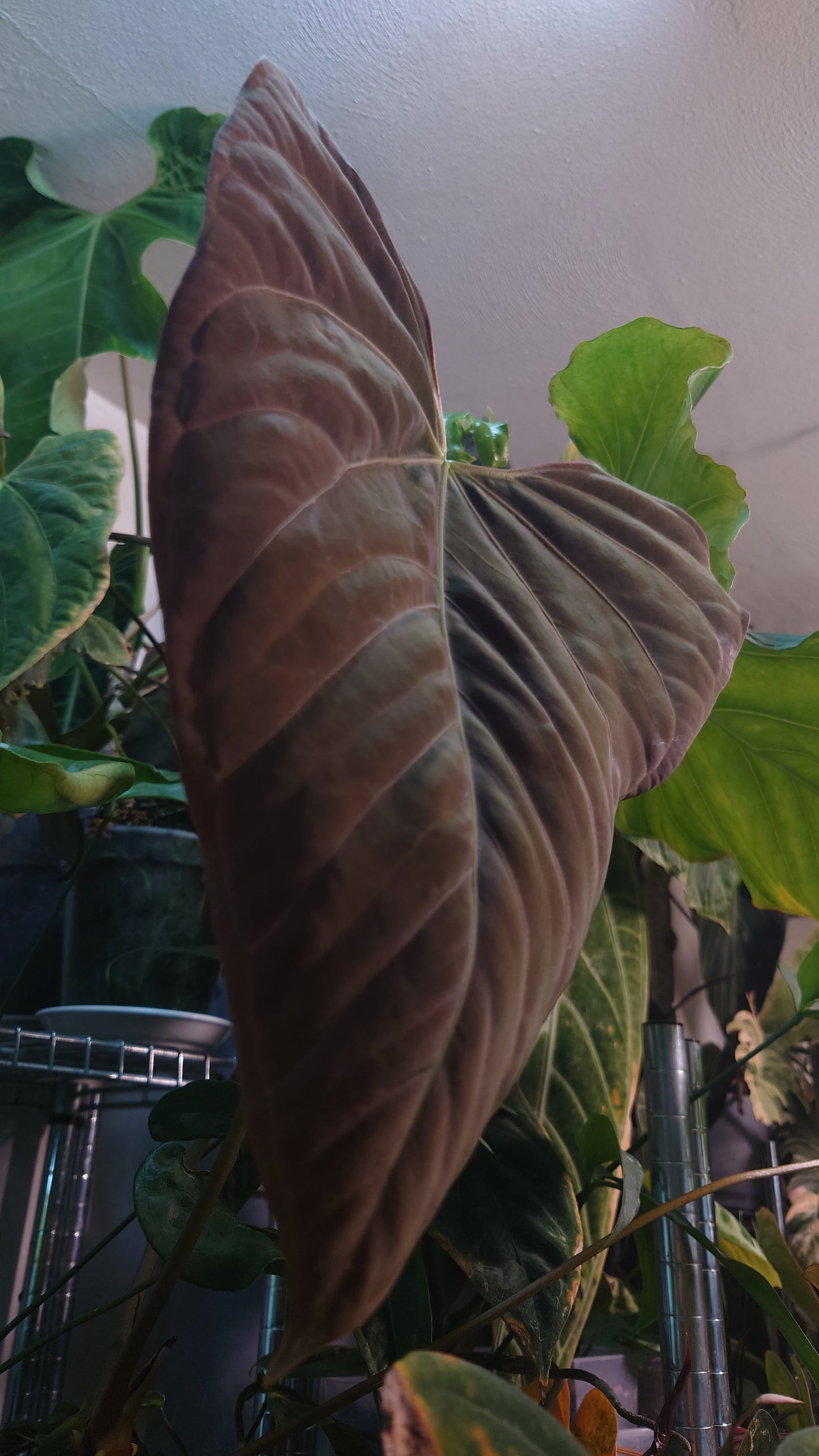 Anthurium Papillilaminum 'Fort Sherman' x Mr. Worldwide