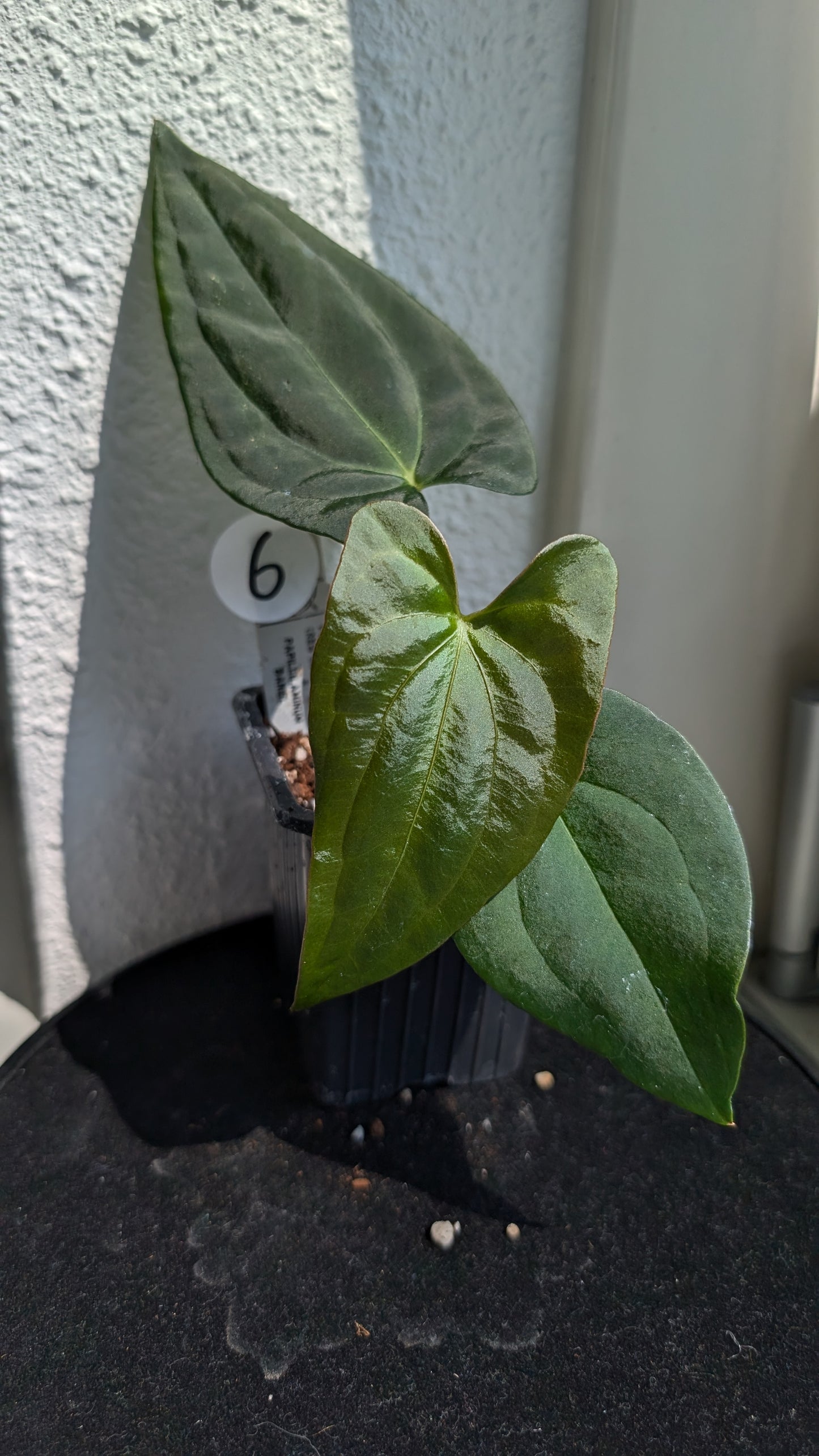 Anthurium PapillilaminumX (Red Sinus / Veins) x Papillilaminum 'Daniel'