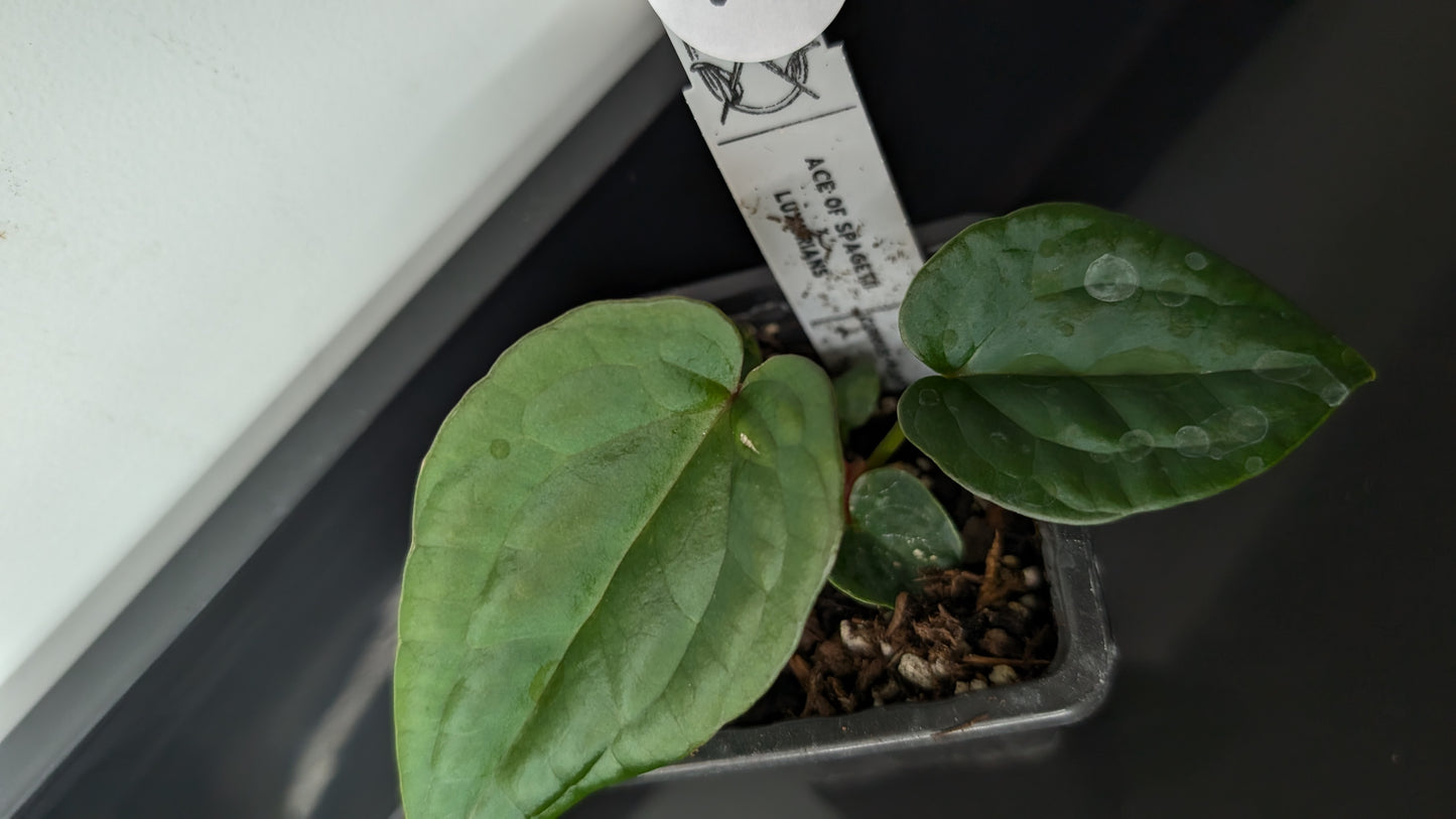 Anthurium 'Ace of Spagetii' x Luxurians