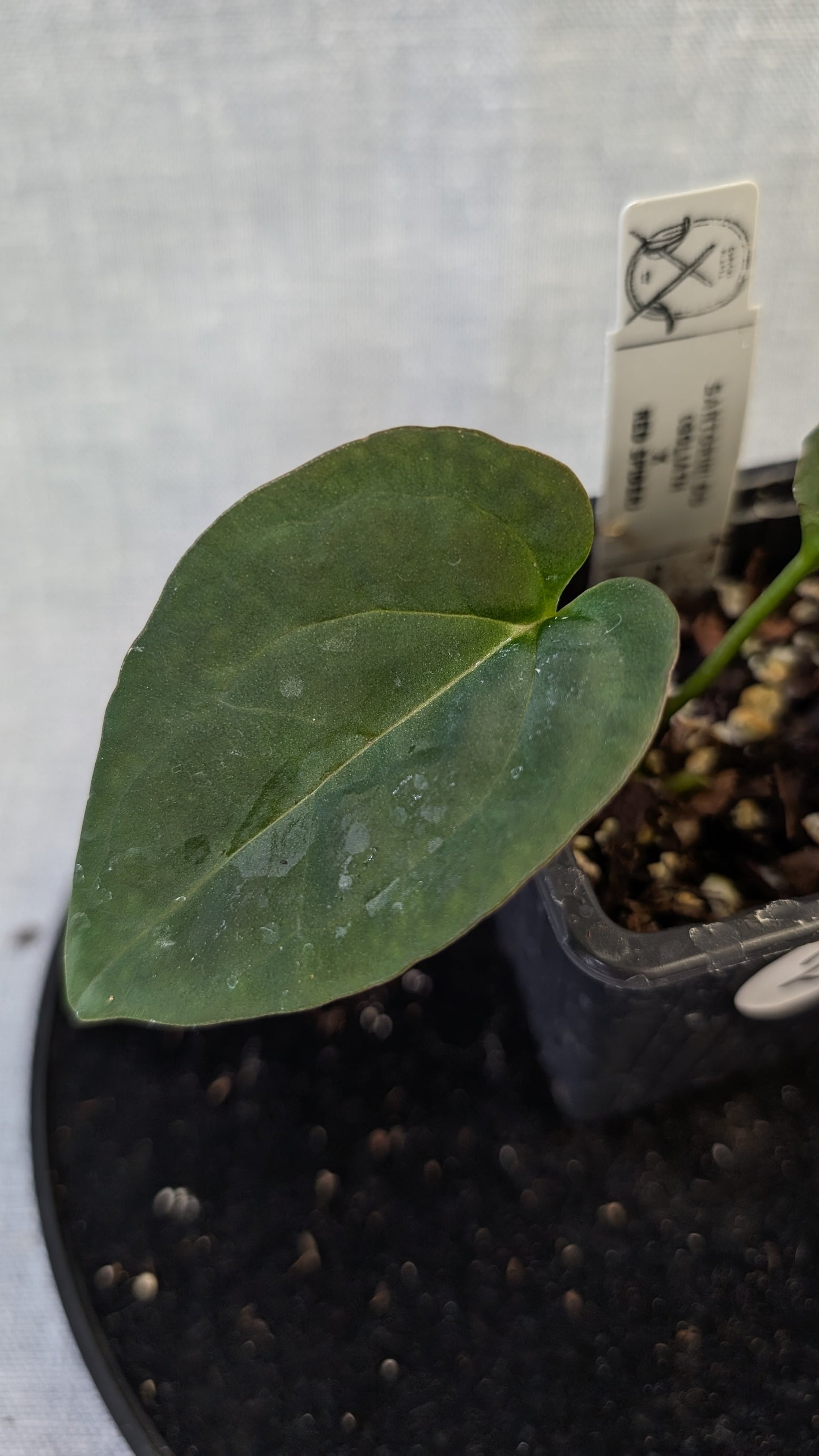 Anthurium Goliath x Red Spider