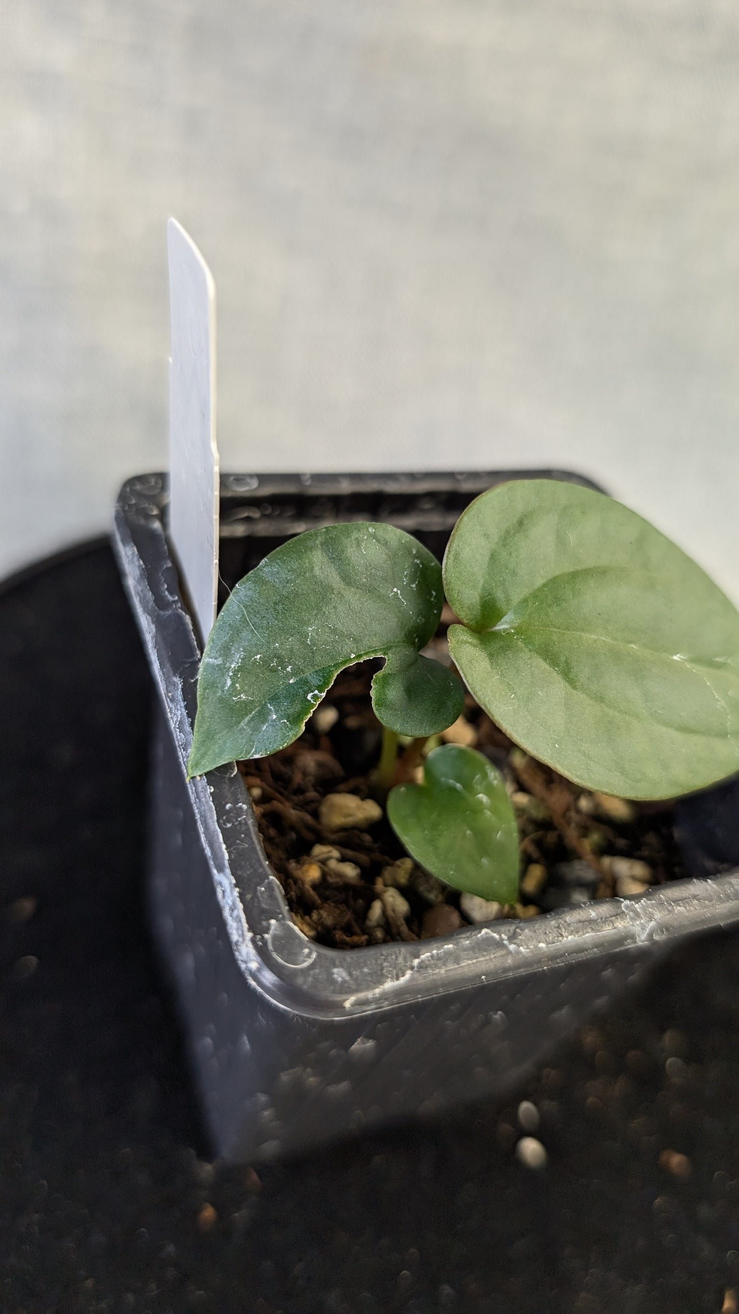 Anthurium Sp. Silver Peru Wide Sinus x Papillilaminum 'Fort Sherman'