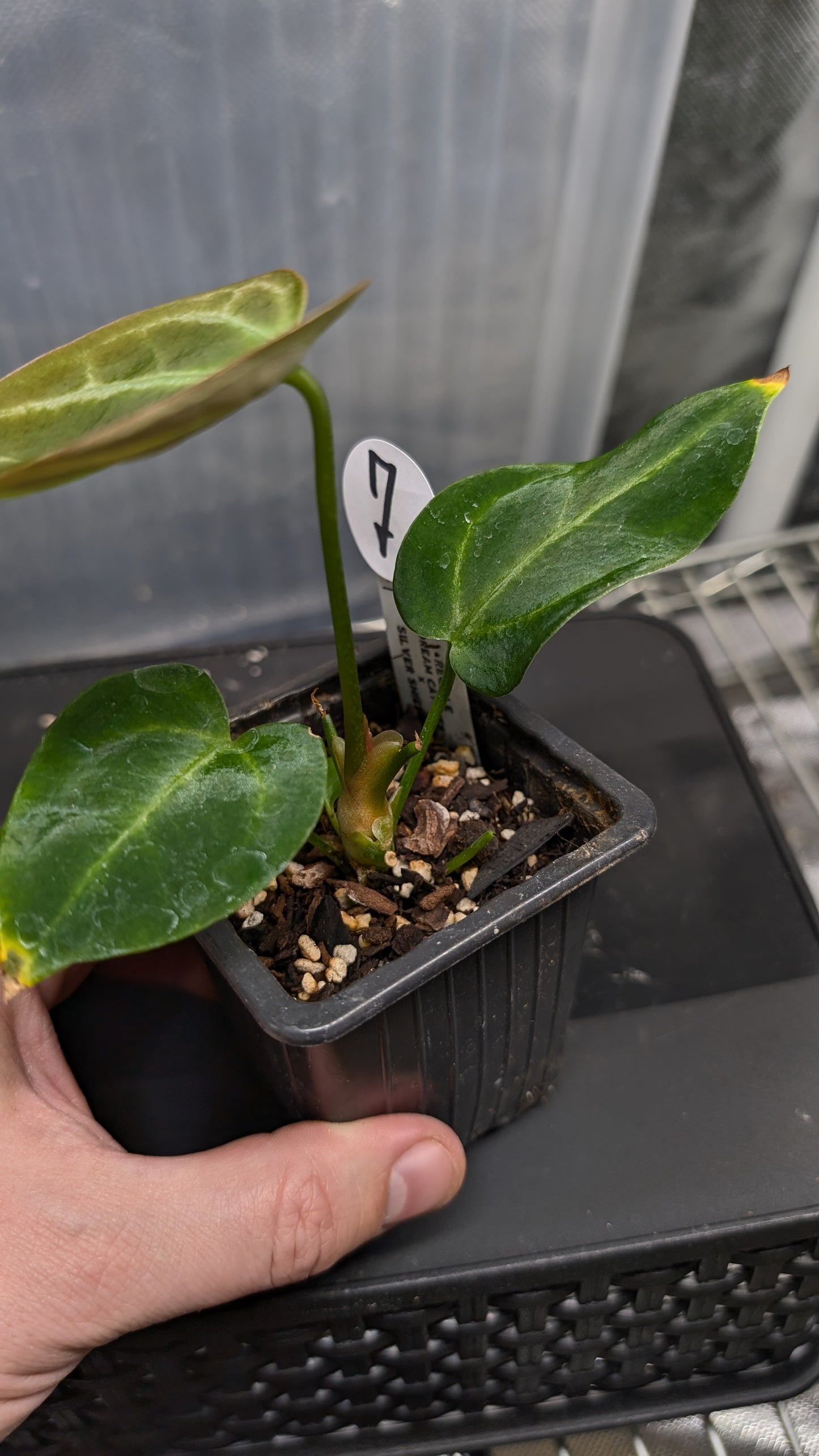 Anthurium Regale 'Dream Catcher' x 'Silver Shield'