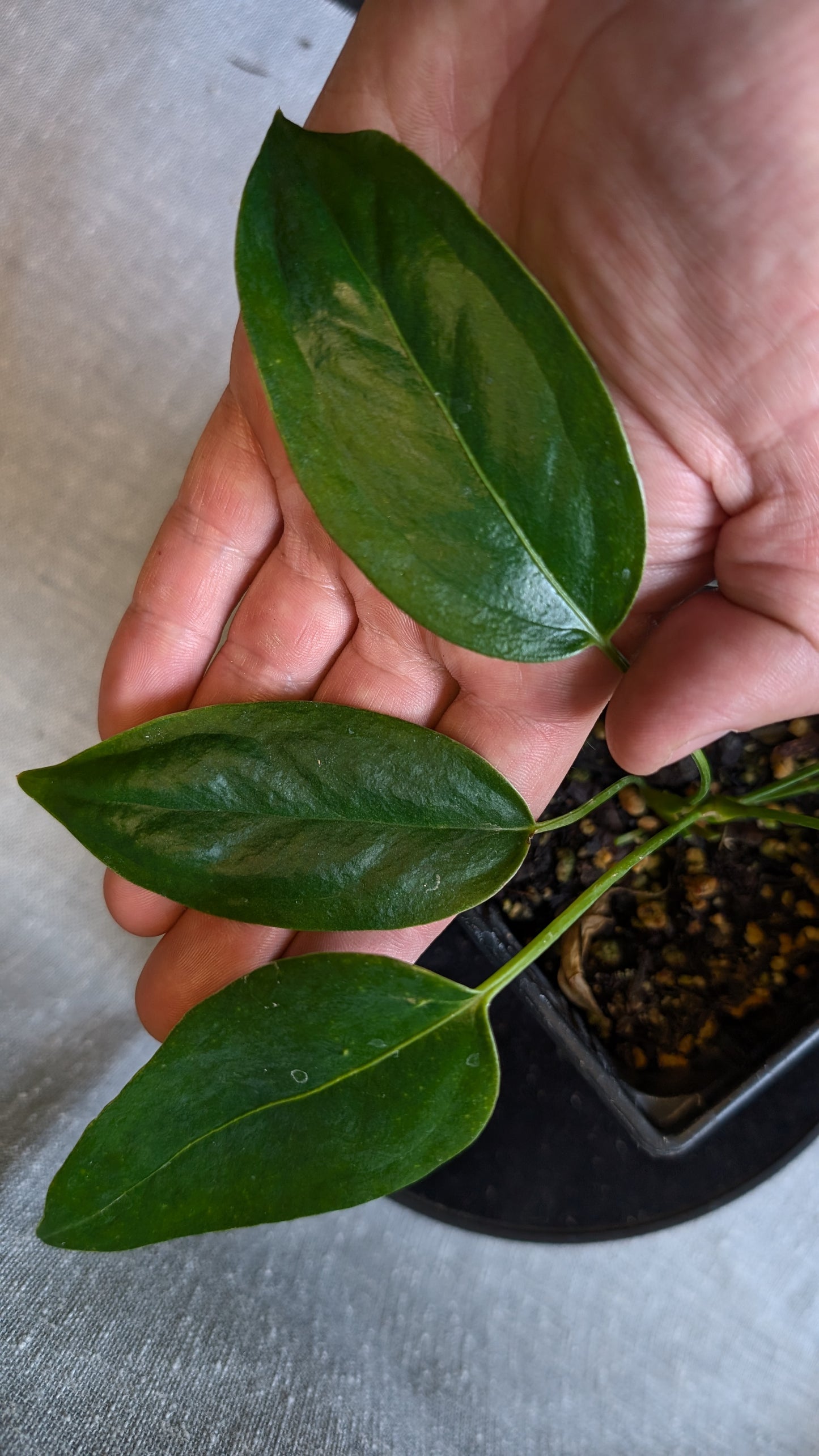 Anthurium Scherzerianum x Wendlingeri