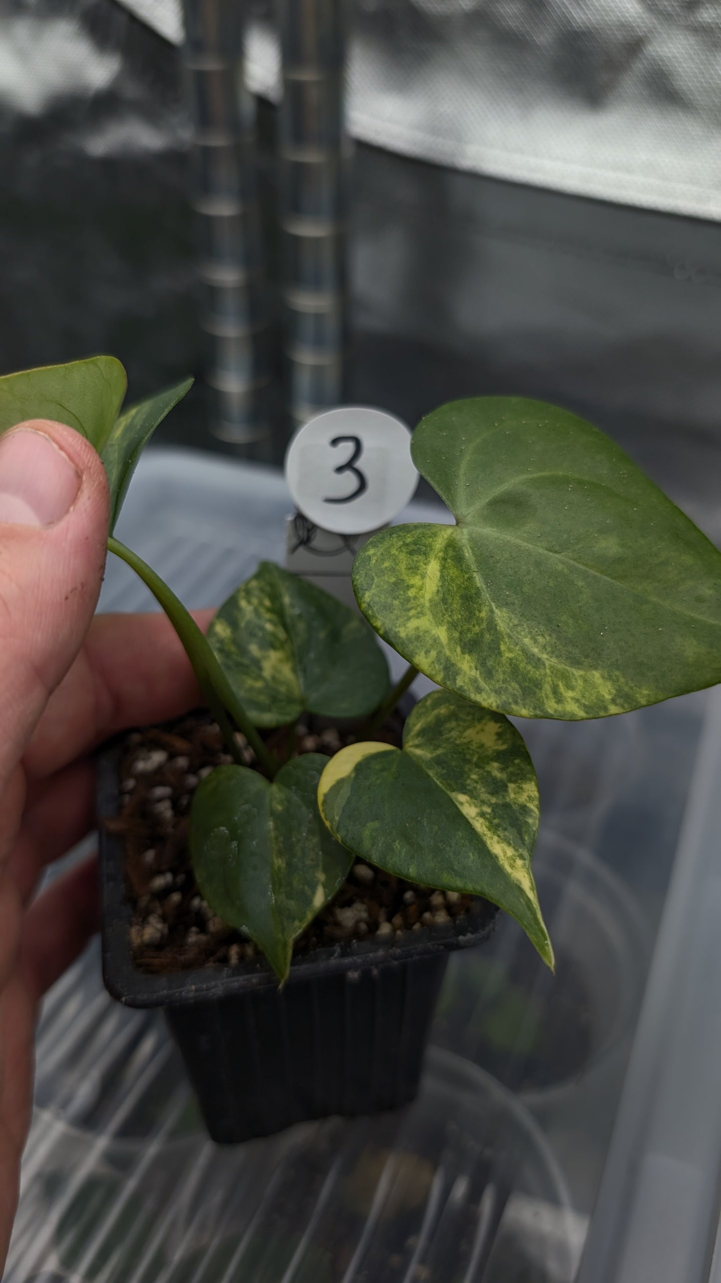 *Variegated* Anthurium Pterodactyl variegata x Clarinervium (or x self)