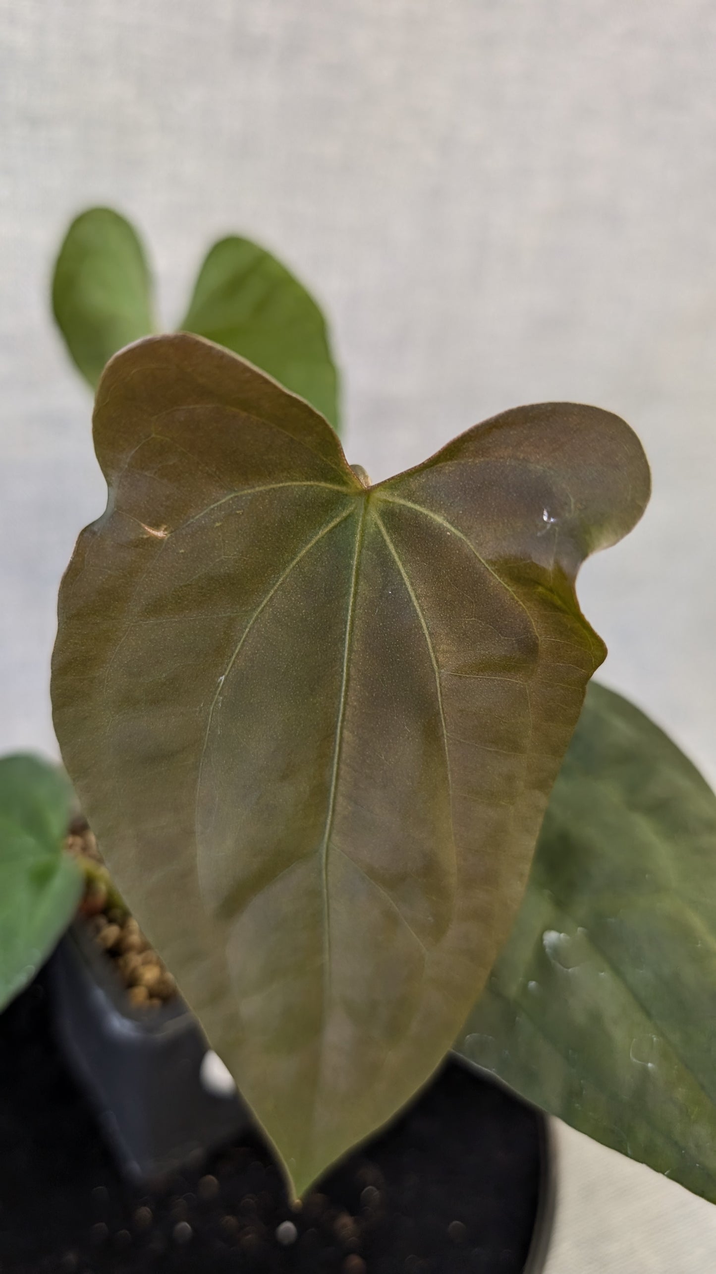 Anthurium Papillilaminum 'Daniel' x Ace of Spagetii