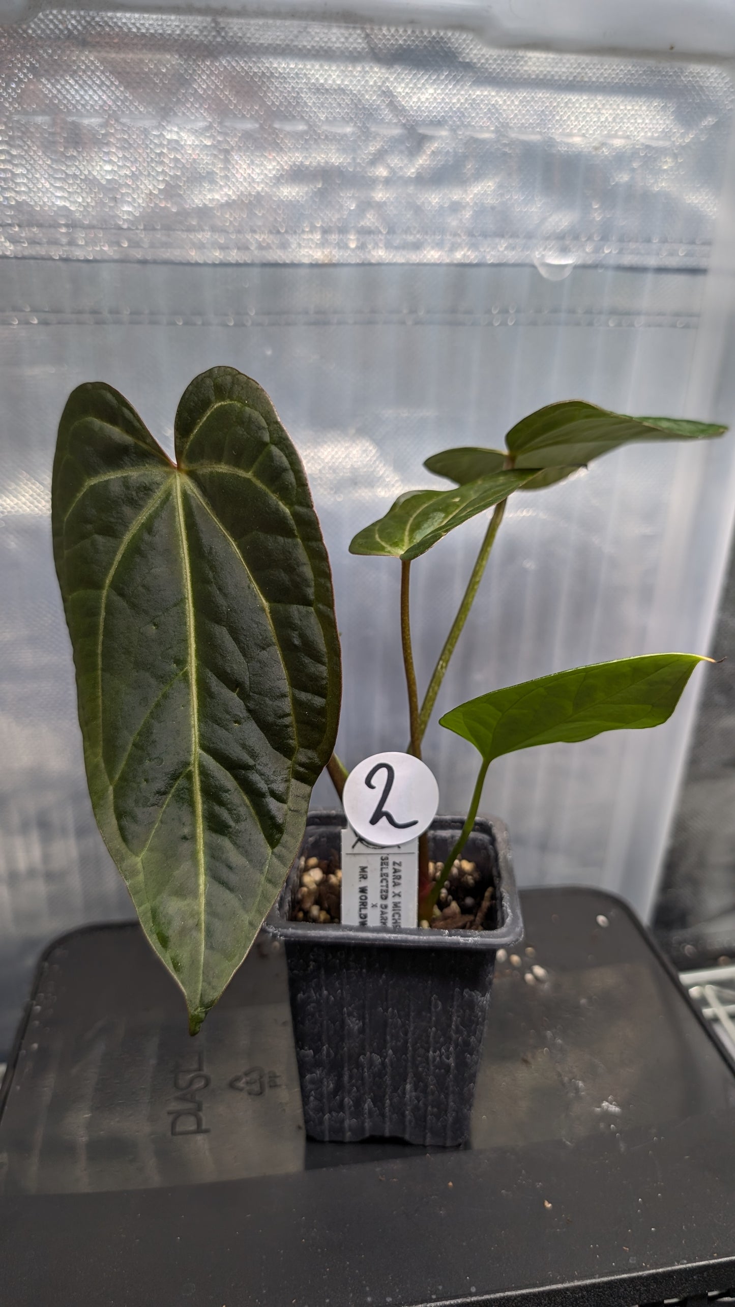 Anthurium Doc Block 'Zara' x 'Michelle' Selected Dark Form x Mr. Worldwide