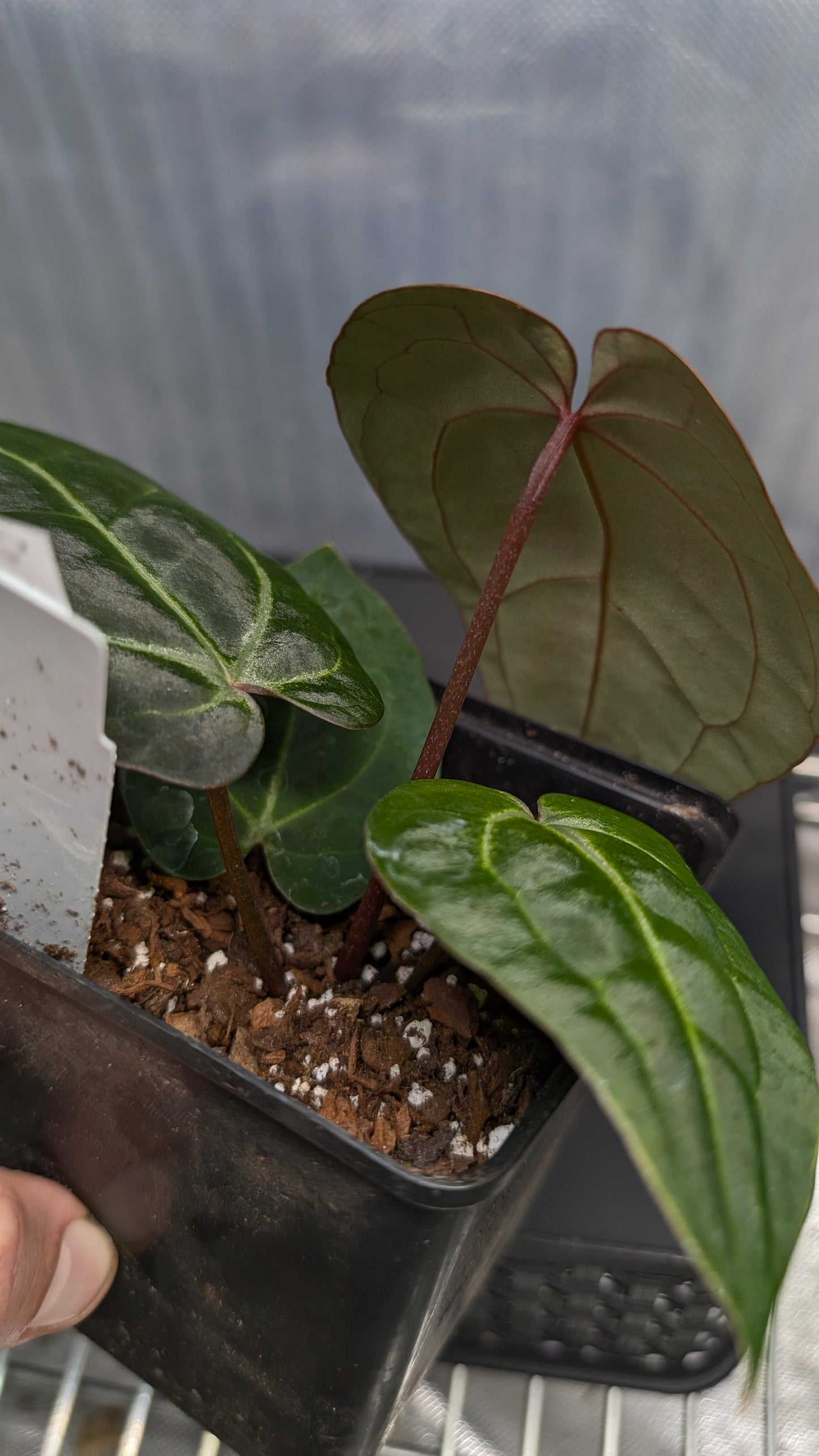 Anthurium Doc Block Zara x Michelle 'Selected Dark Form' x Besseae aff. 'Black Pillow'