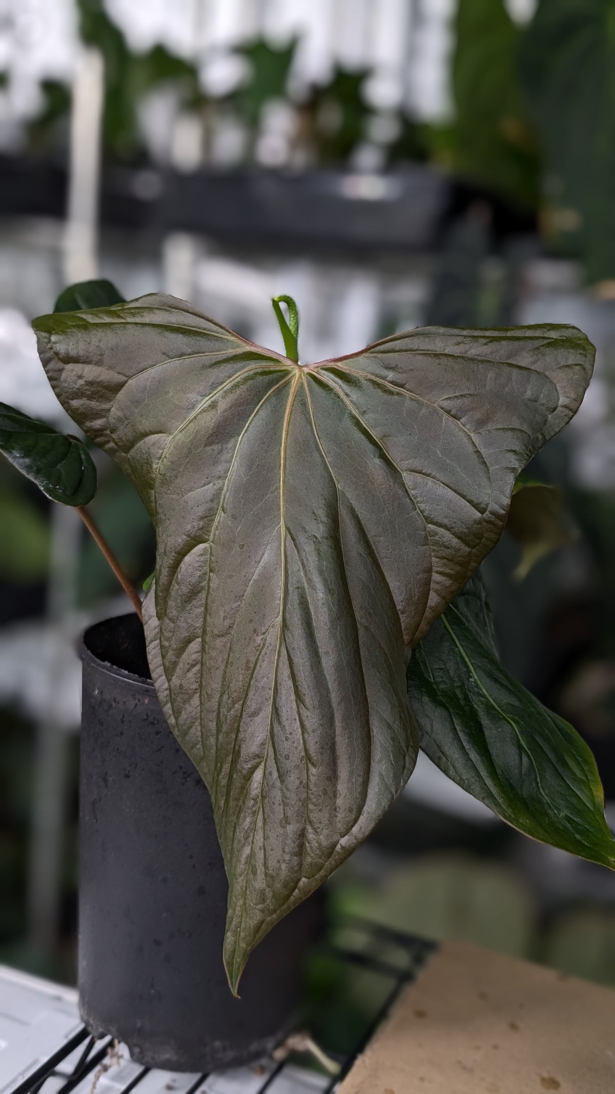 Anthurium 'Steelfin' clone