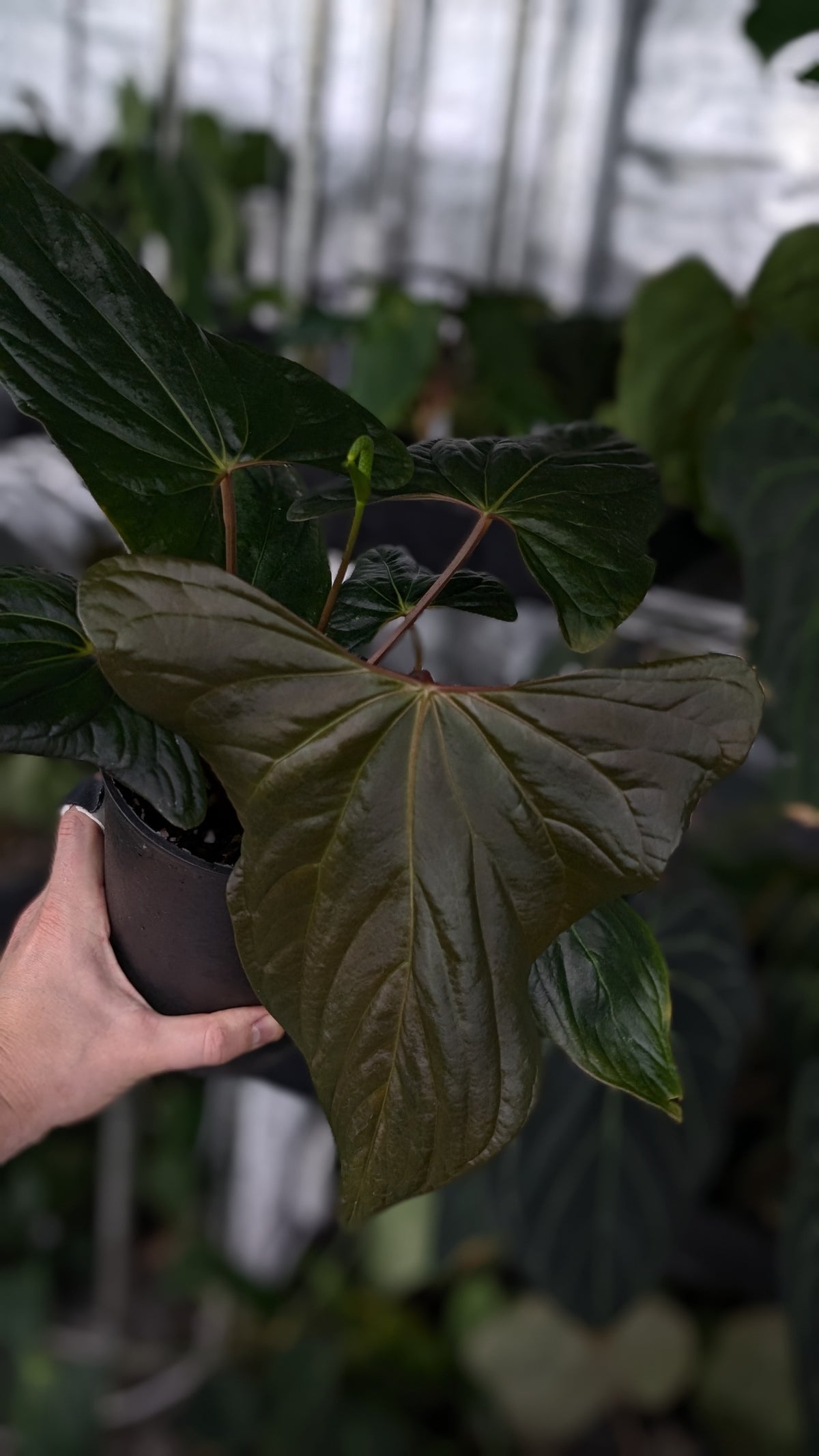 Anthurium 'Steelfin' clone