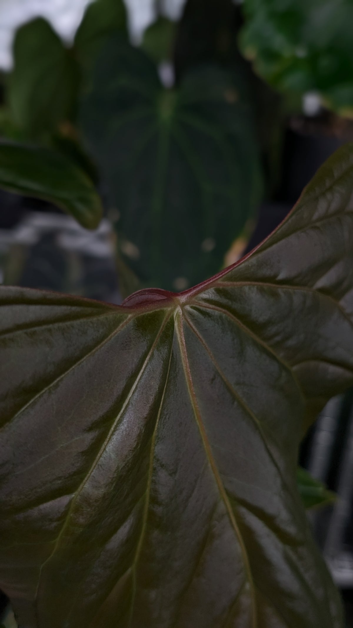 Anthurium 'Steelfin' clone
