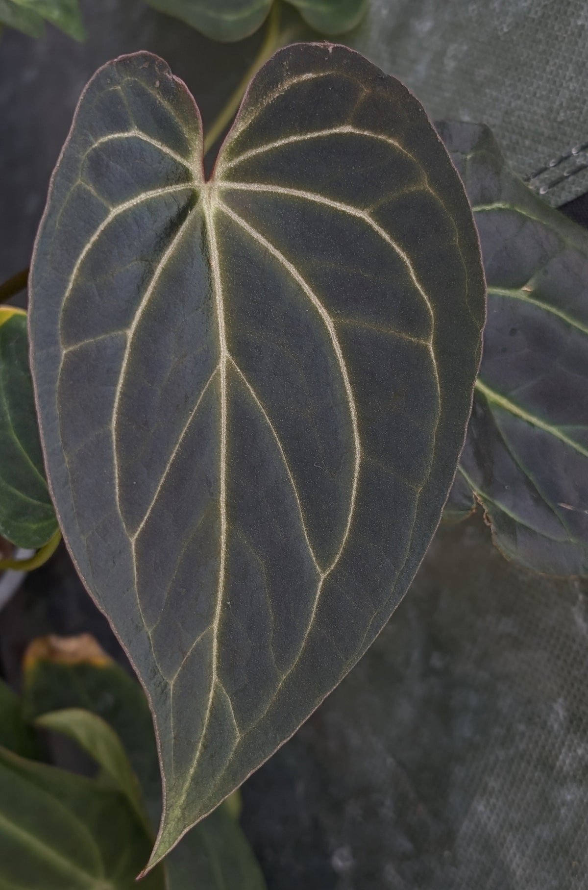 Anthurium Black Widow 43 x Red Velvet Cake 24 'Gomez' Clone