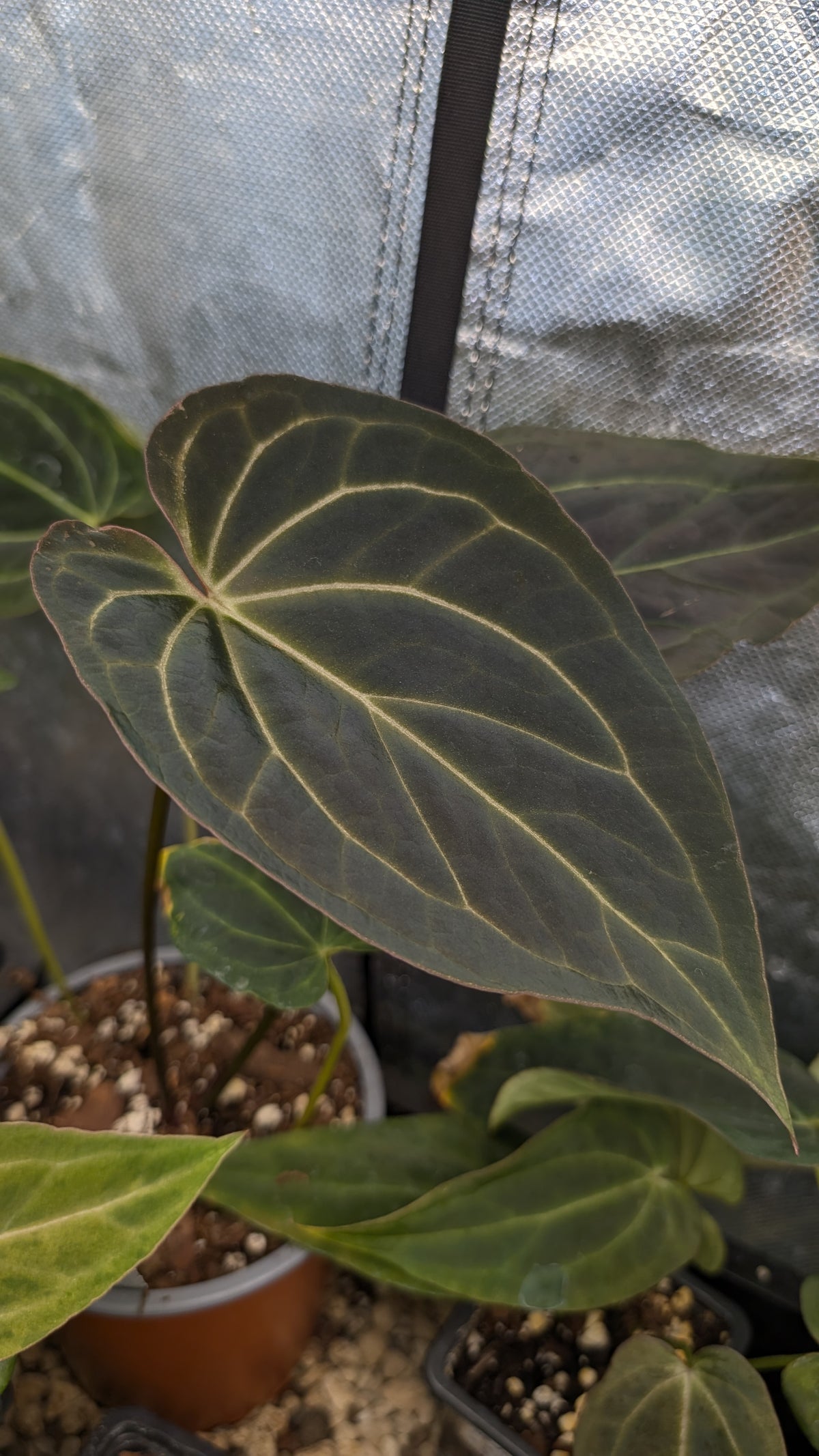 Anthurium Black Widow 43 x Red Velvet Cake 24 'Gomez' Clone
