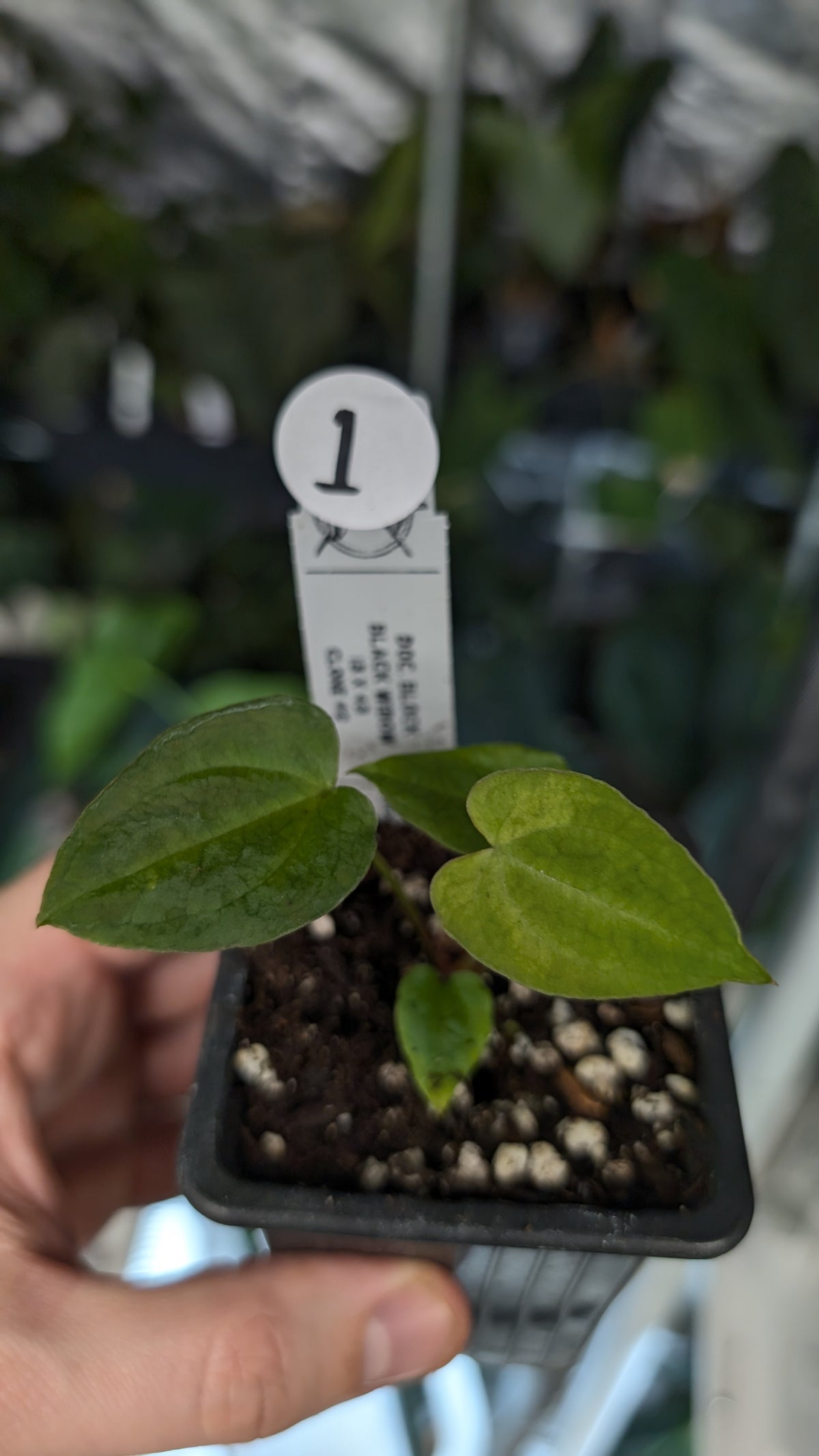 Doc Block Black Widow 13x43 Clone 2 (variegated emergents)