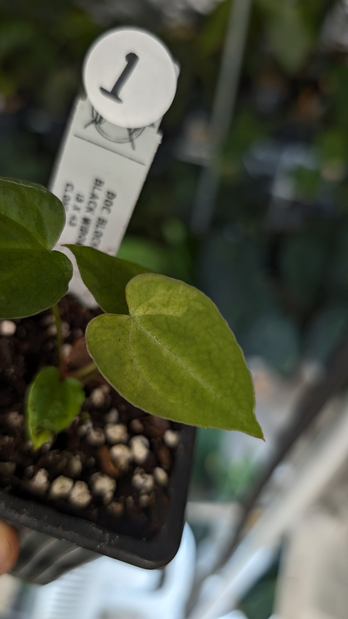 Doc Block Black Widow 13x43 Clone 2 (variegated emergents)