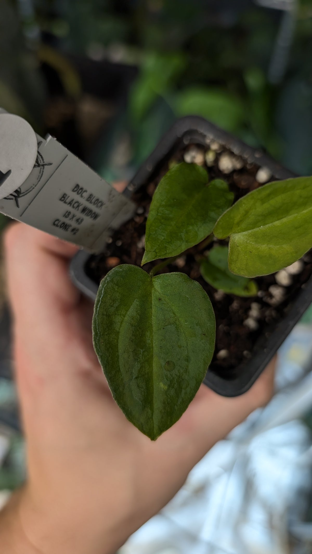 Doc Block Black Widow 13x43 Clone 2 (variegated emergents)