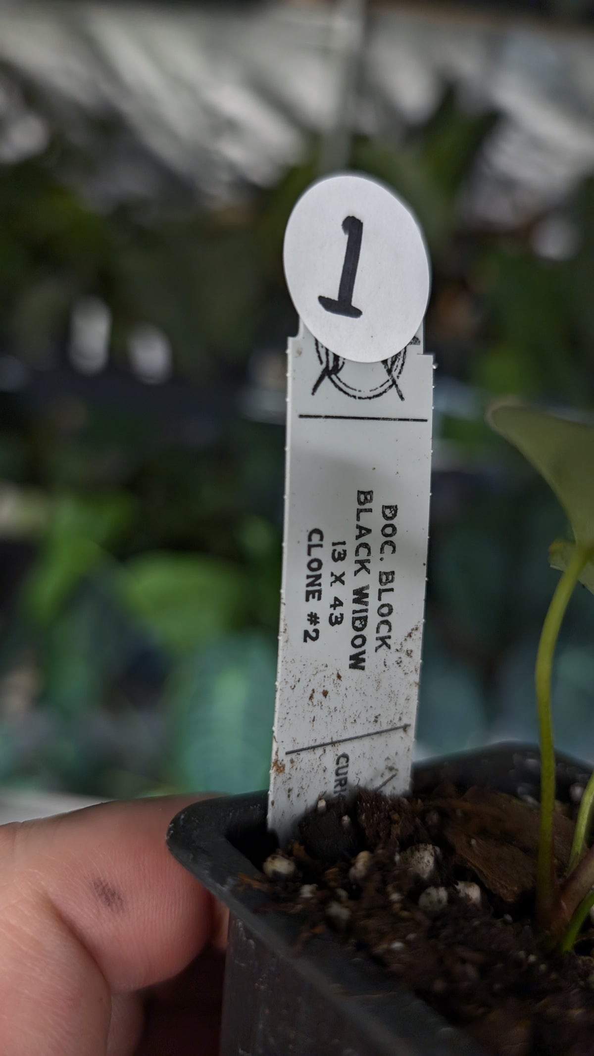 Doc Block Black Widow 13x43 Clone 2 (variegated emergents)