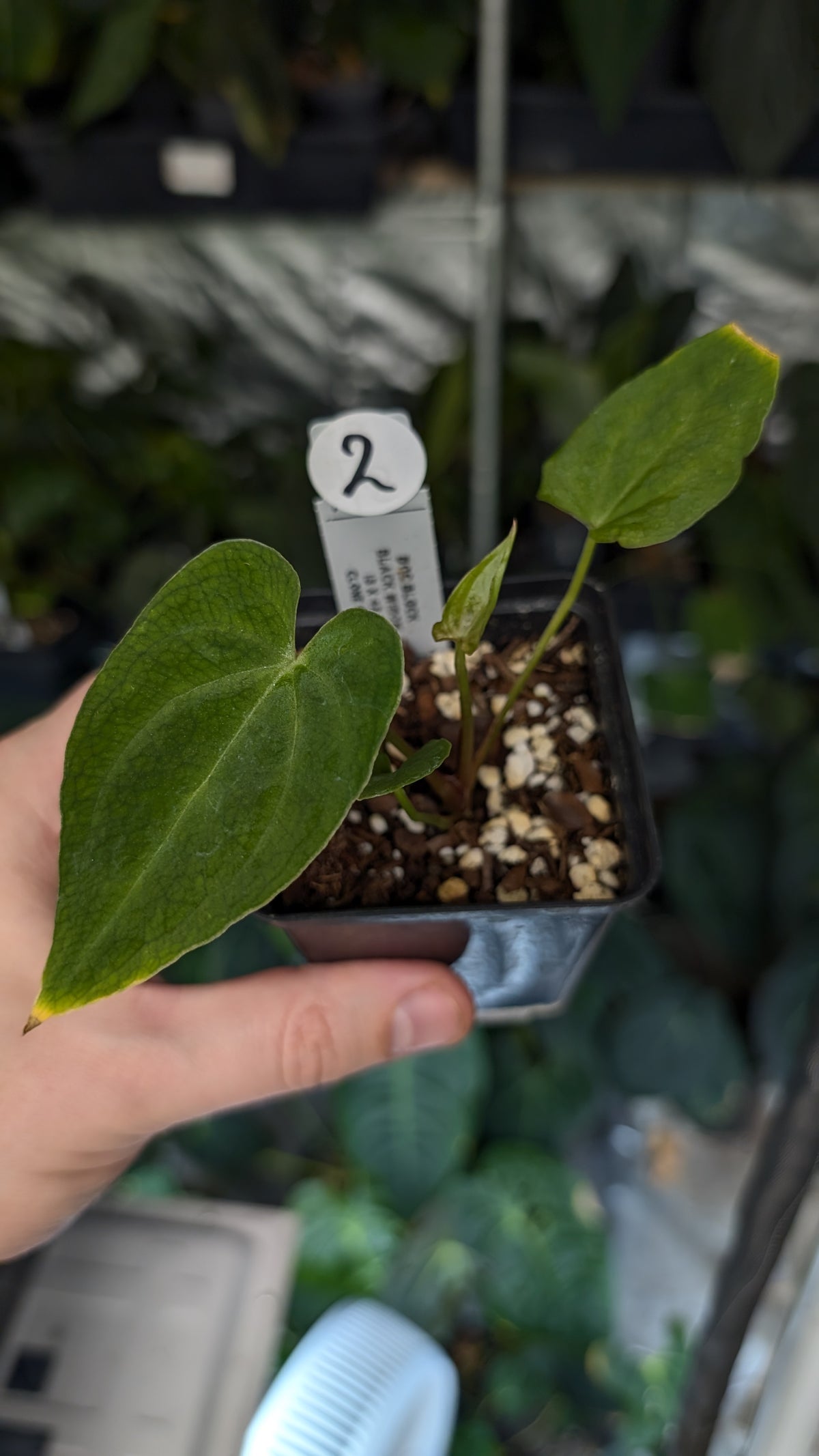 Doc Block Black Widow 13x43 Clone 2 (variegated emergents)