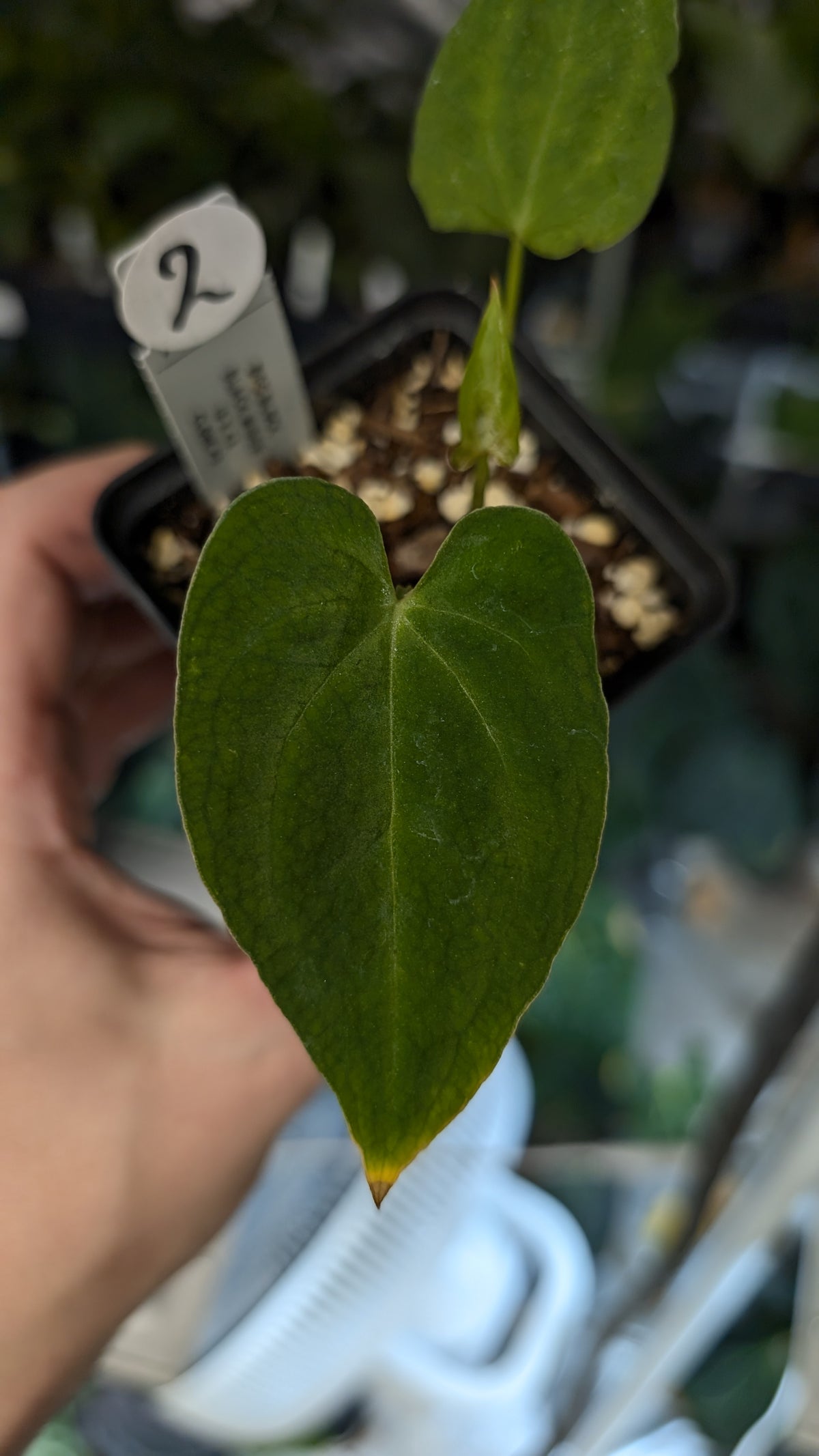 Doc Block Black Widow 13x43 Clone 2 (variegated emergents)