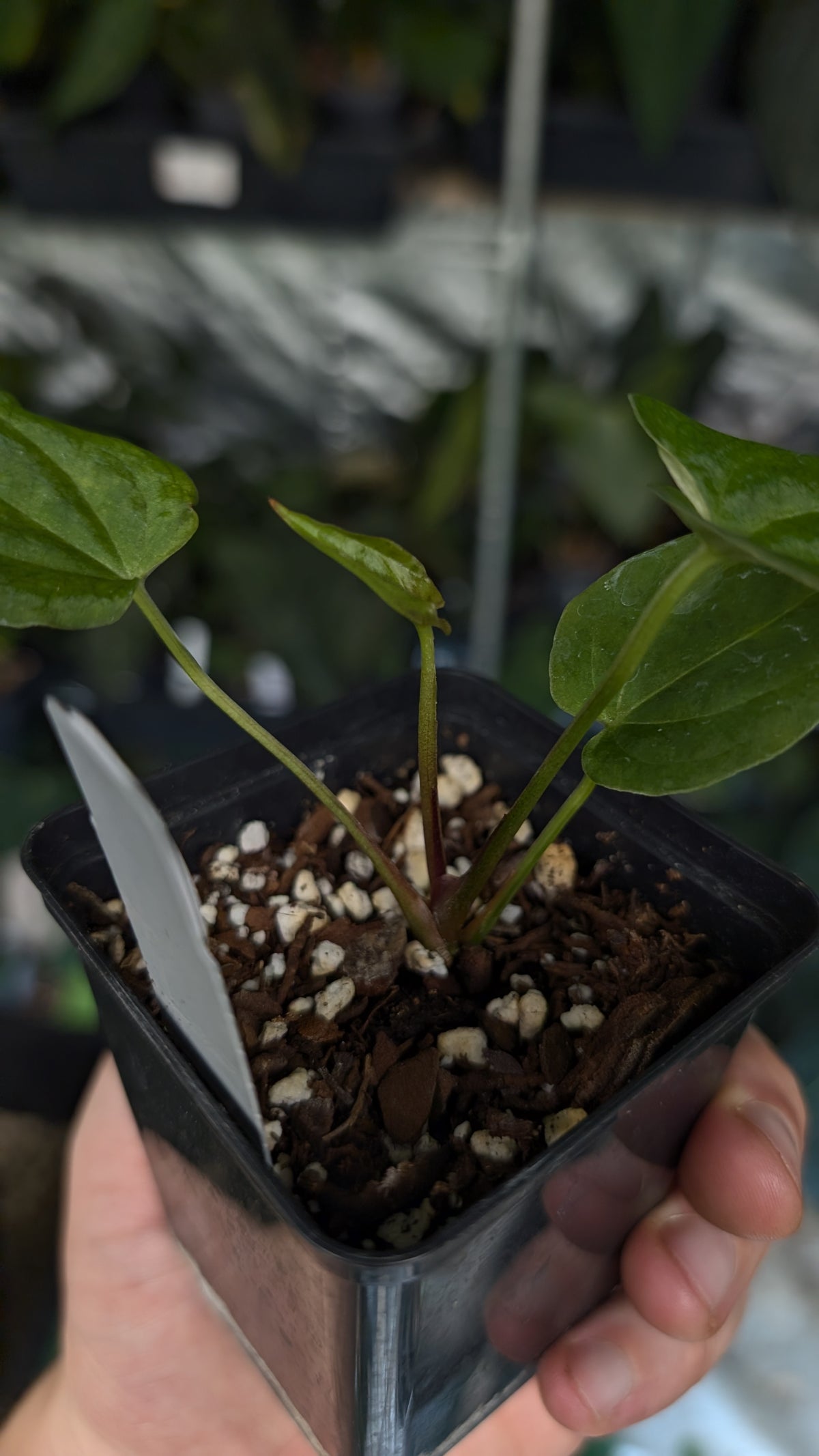 Doc Block Black Widow 13x43 Clone 2 (variegated emergents)