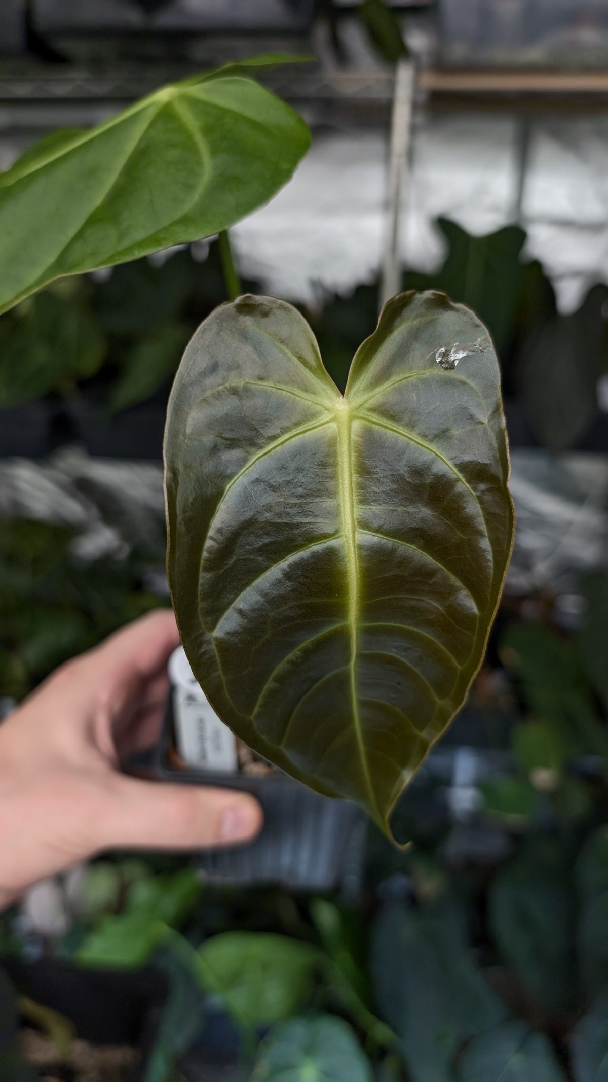 Anthurium Veitchii x Cystallinum