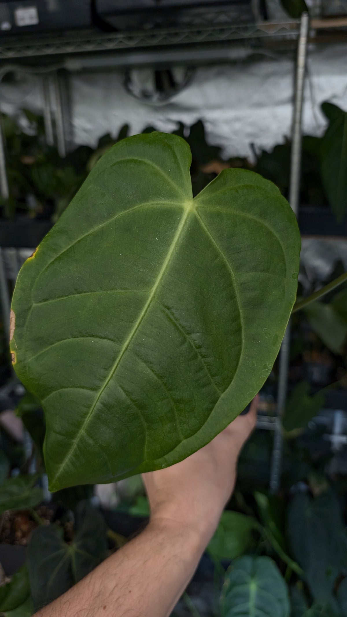 Anthurium Veitchii x Cystallinum