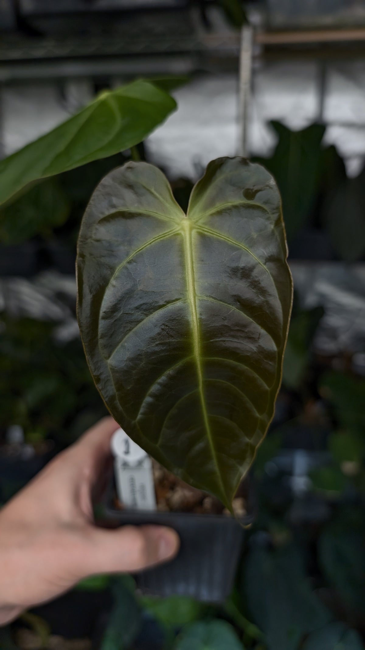 Anthurium Veitchii x Cystallinum