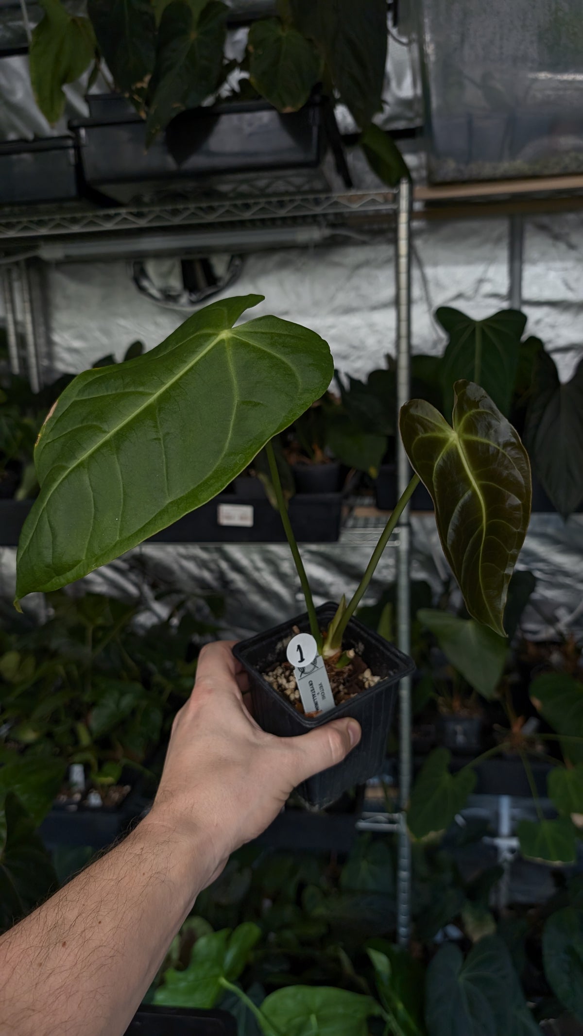Anthurium Veitchii x Cystallinum