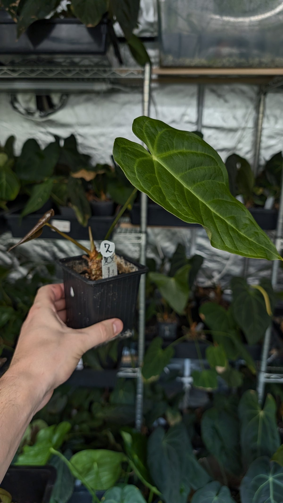 Anthurium Veitchii x Cystallinum