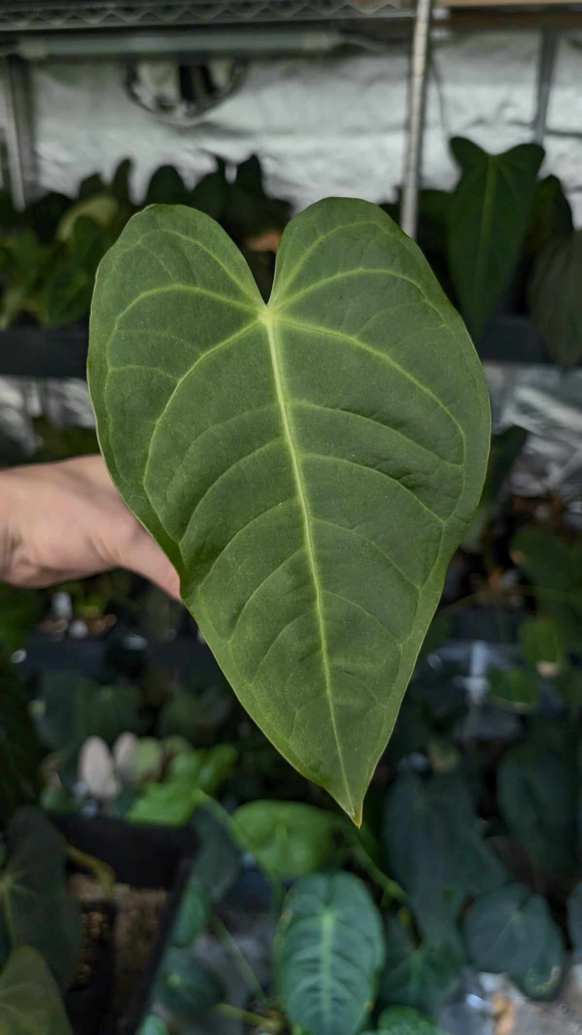 Anthurium Veitchii x Cystallinum