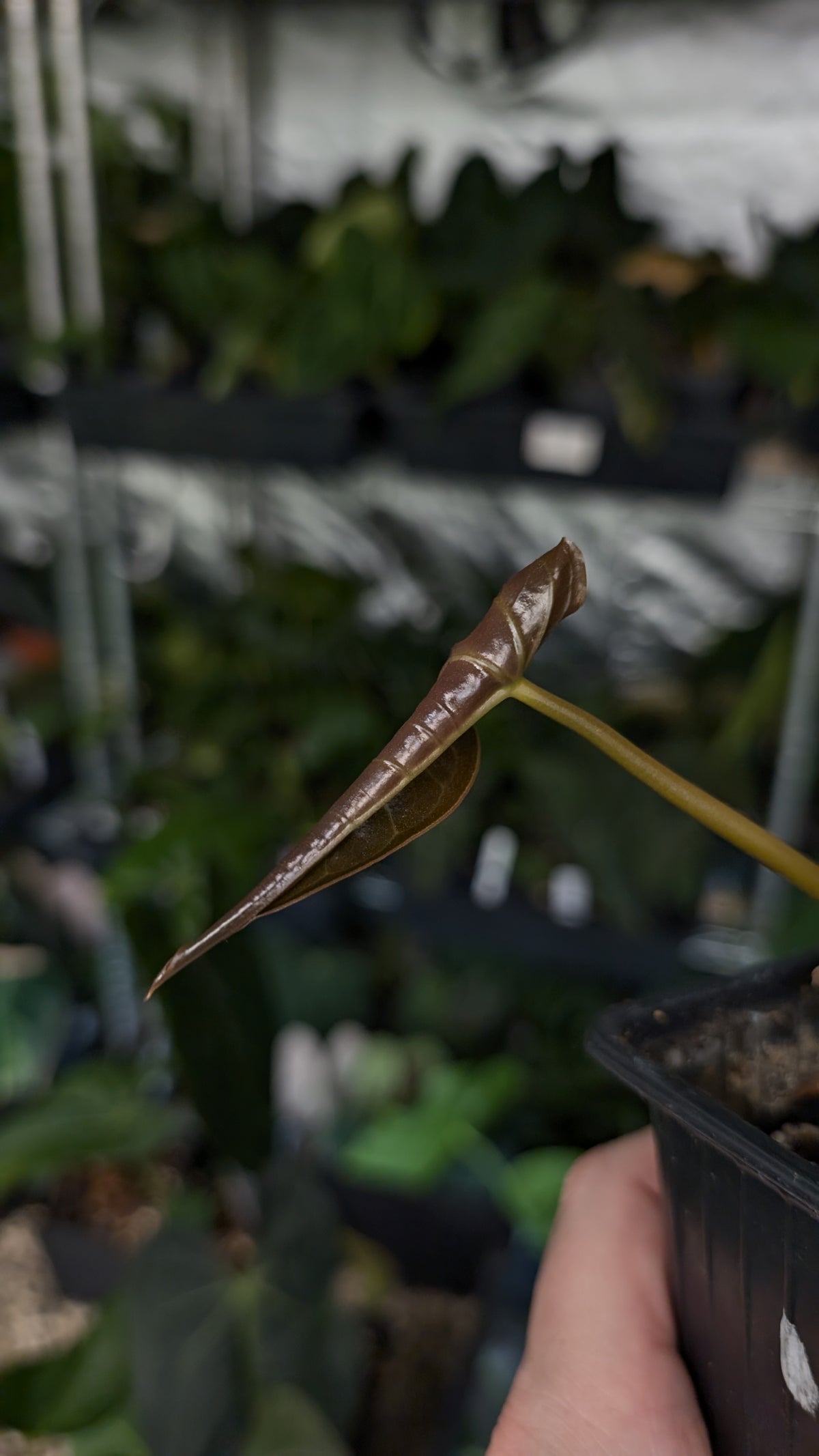 Anthurium Veitchii x Cystallinum