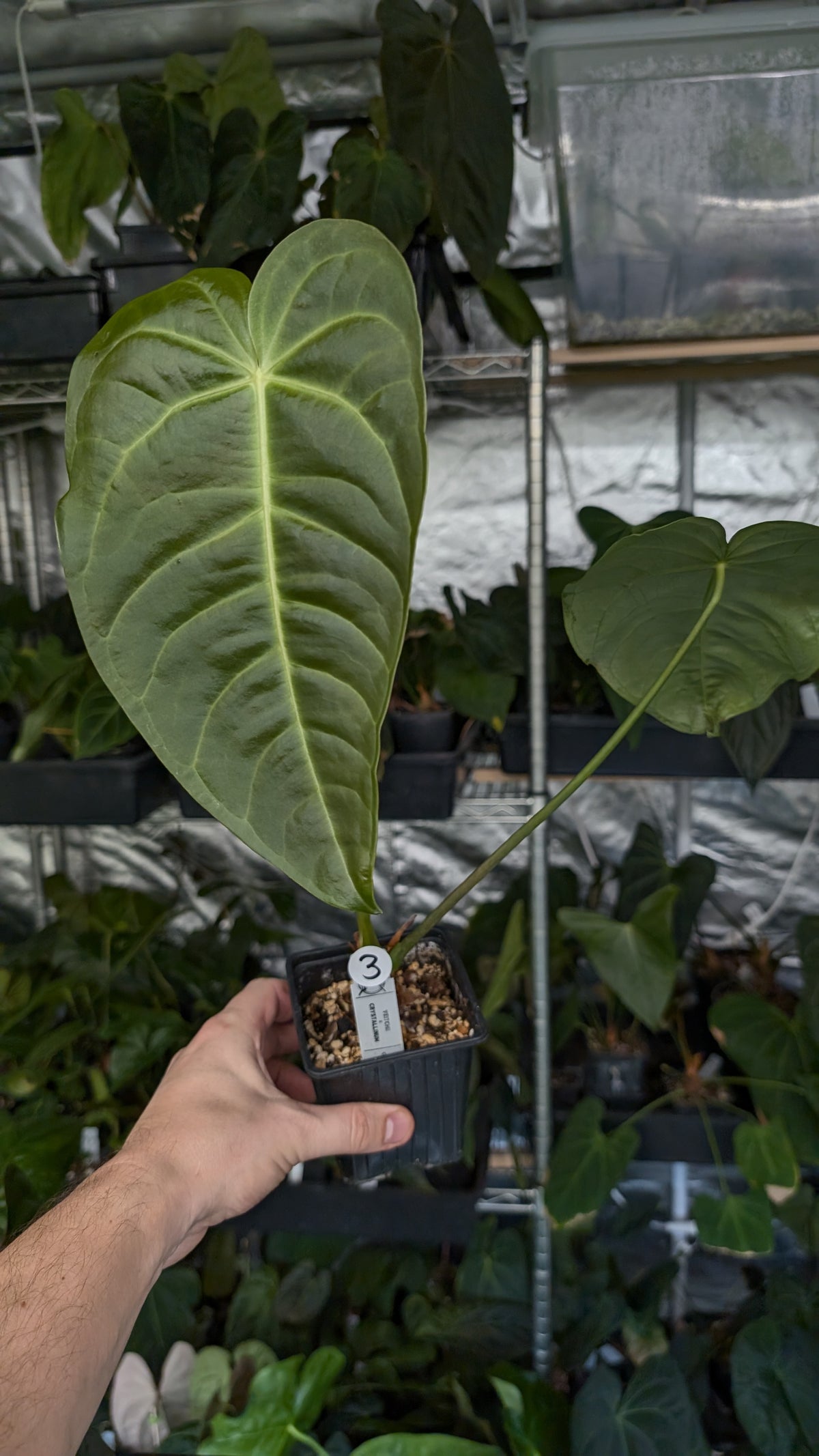 Anthurium Veitchii x Cystallinum