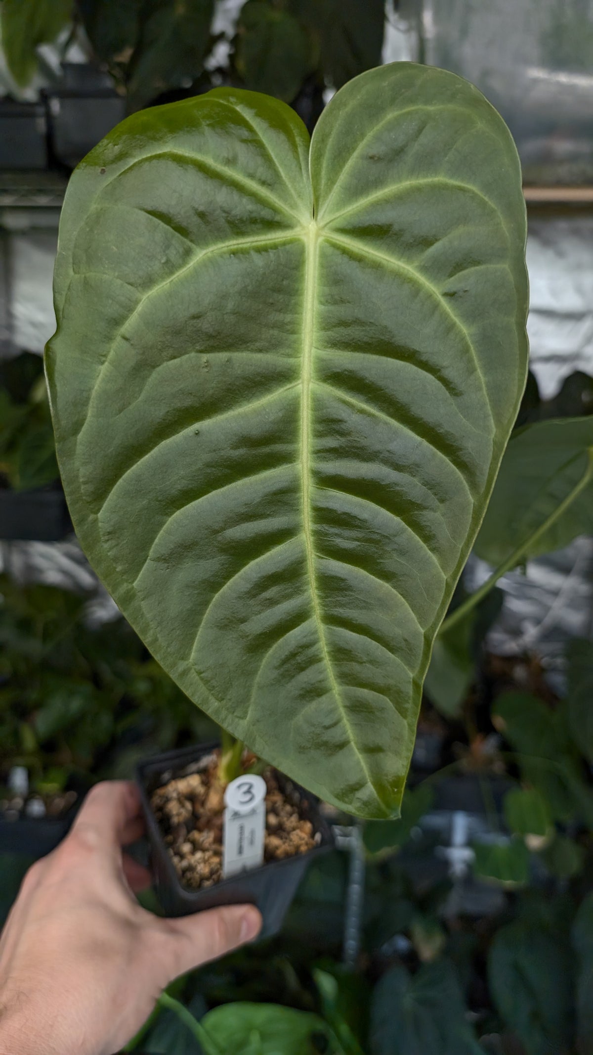 Anthurium Veitchii x Cystallinum