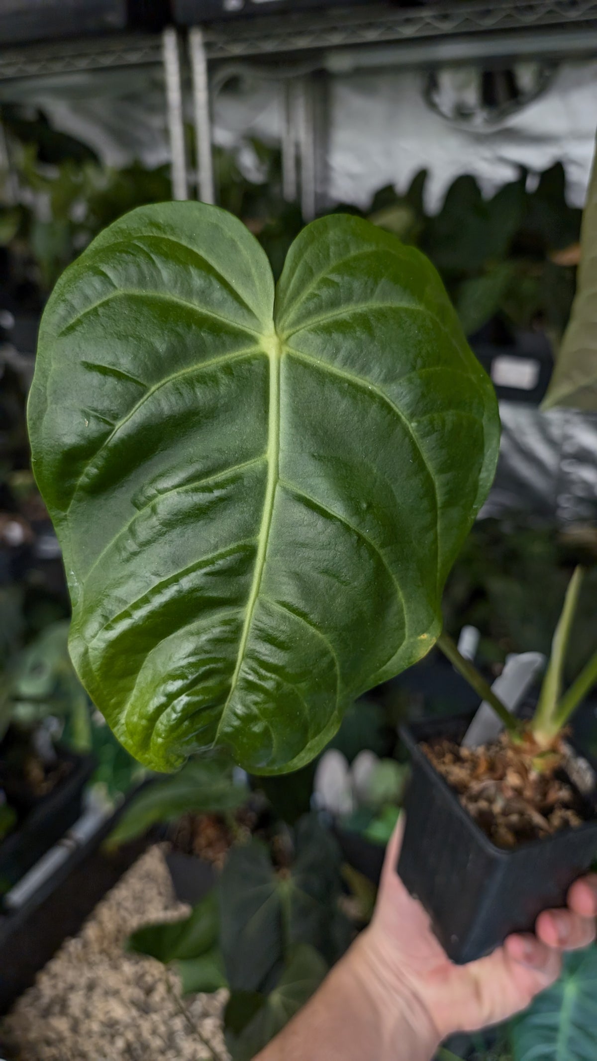 Anthurium Veitchii x Cystallinum