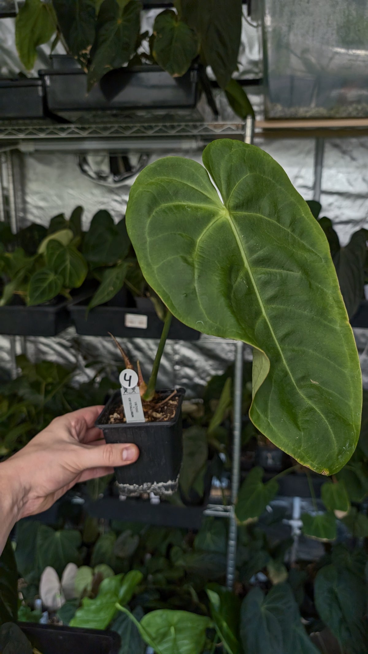 Anthurium Veitchii x Cystallinum