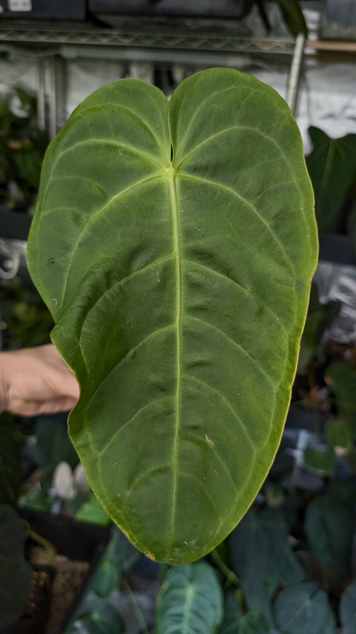 Anthurium Veitchii x Cystallinum