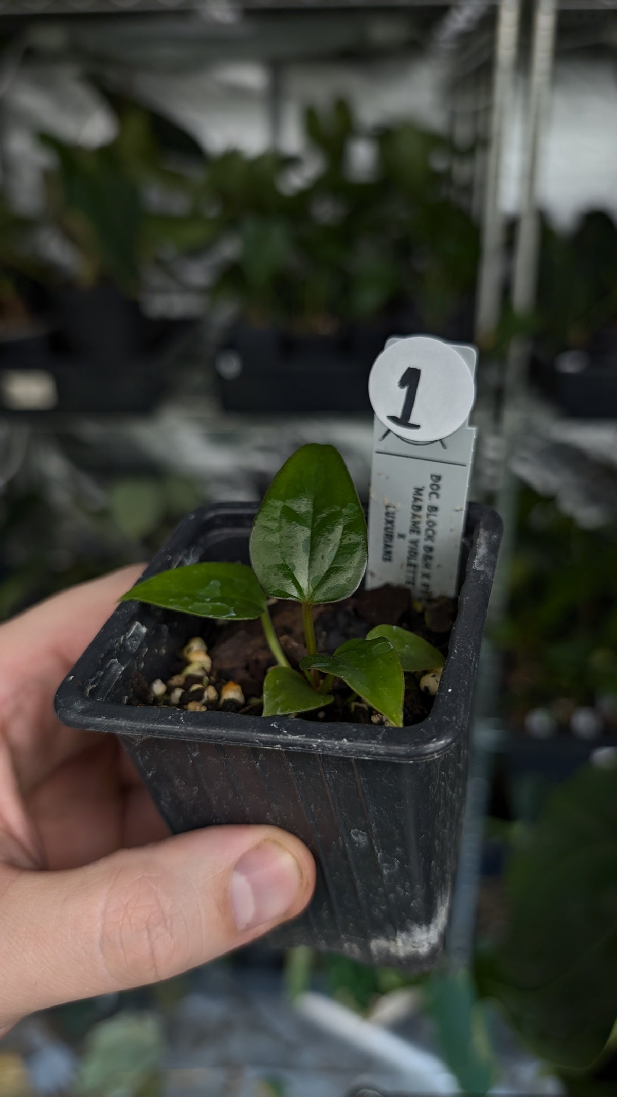 Anthurium 'Madame Violette' x Luxurians seedlings