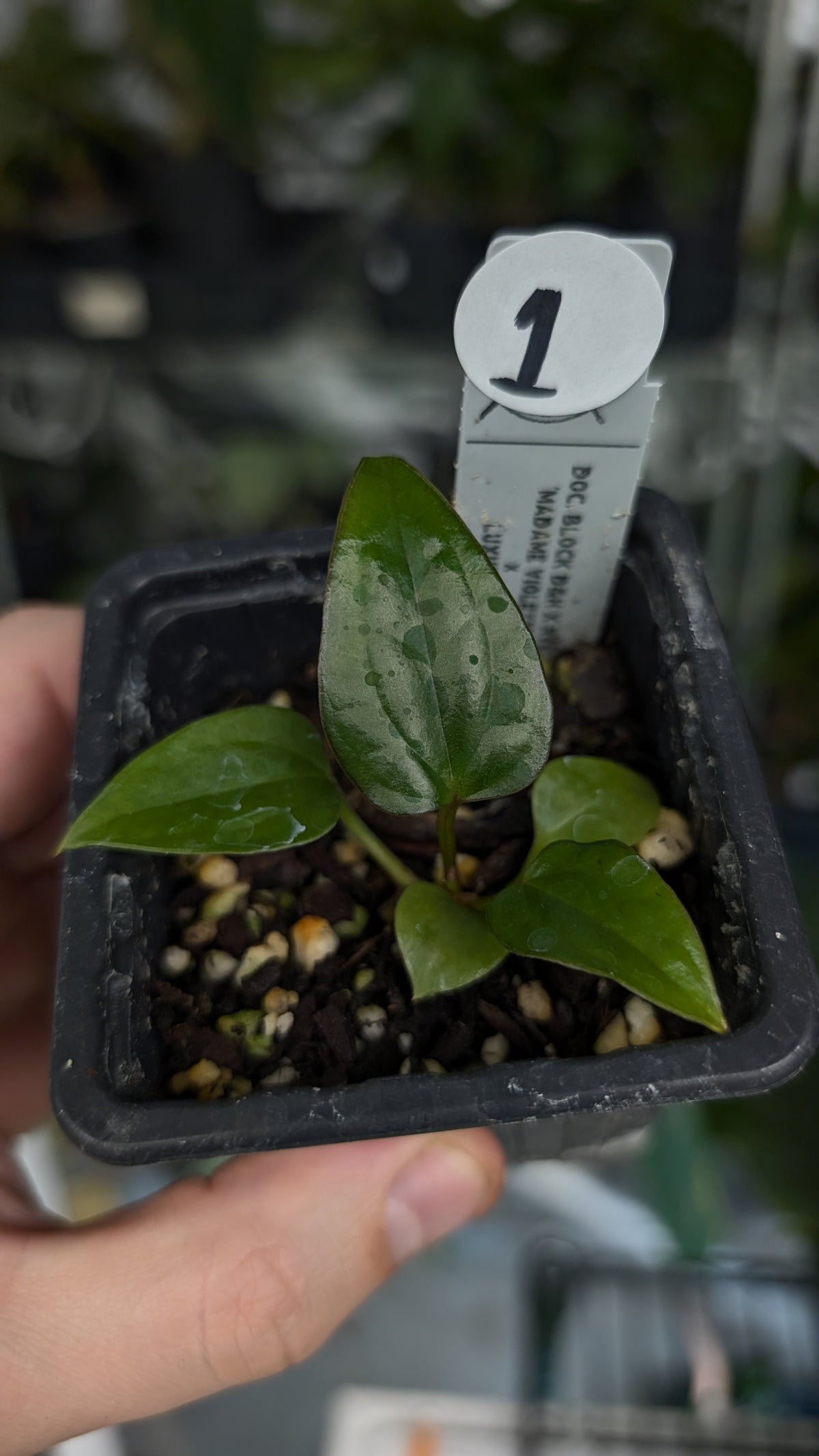 Anthurium 'Madame Violette' x Luxurians seedlings