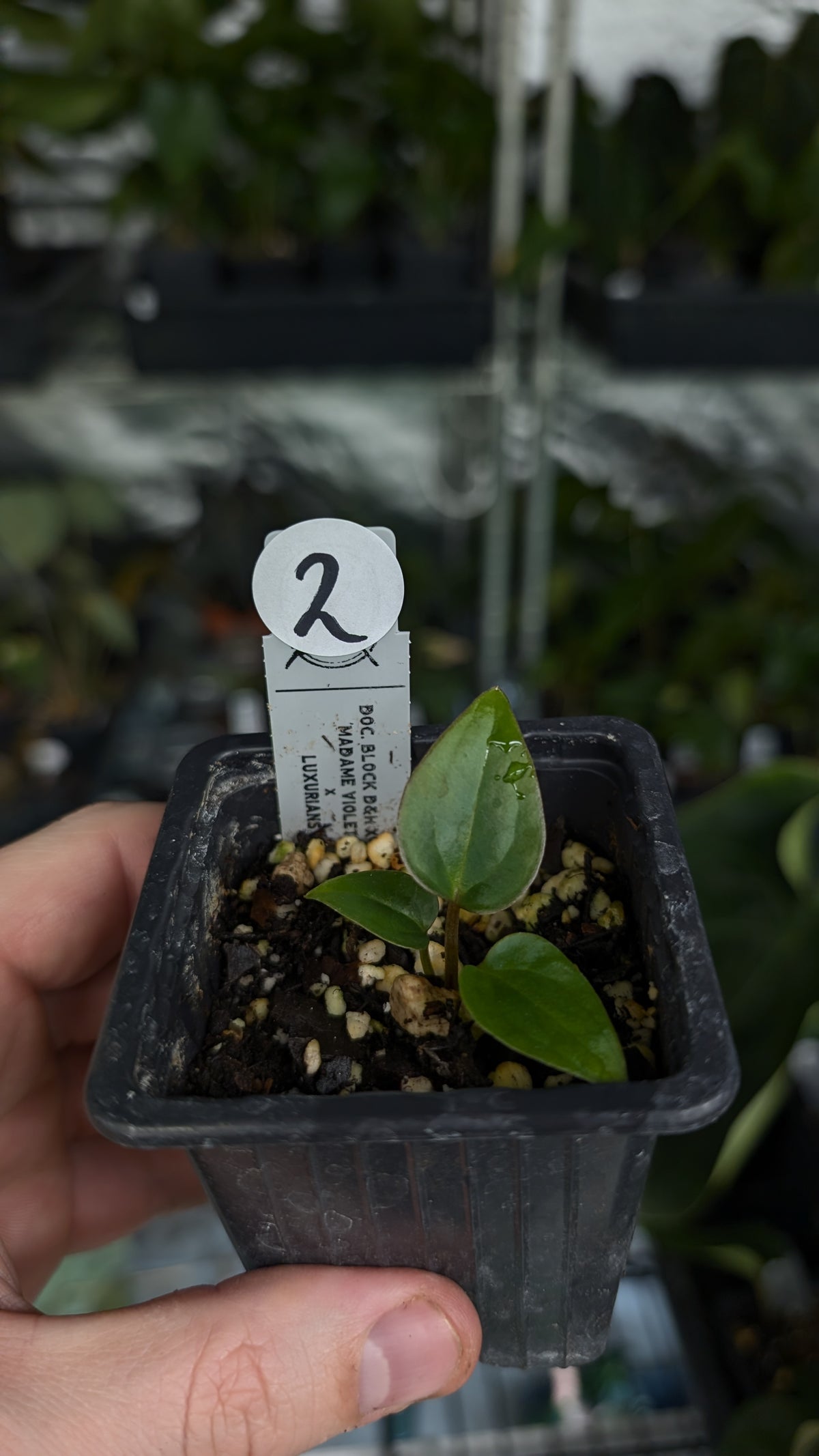 Anthurium 'Madame Violette' x Luxurians seedlings