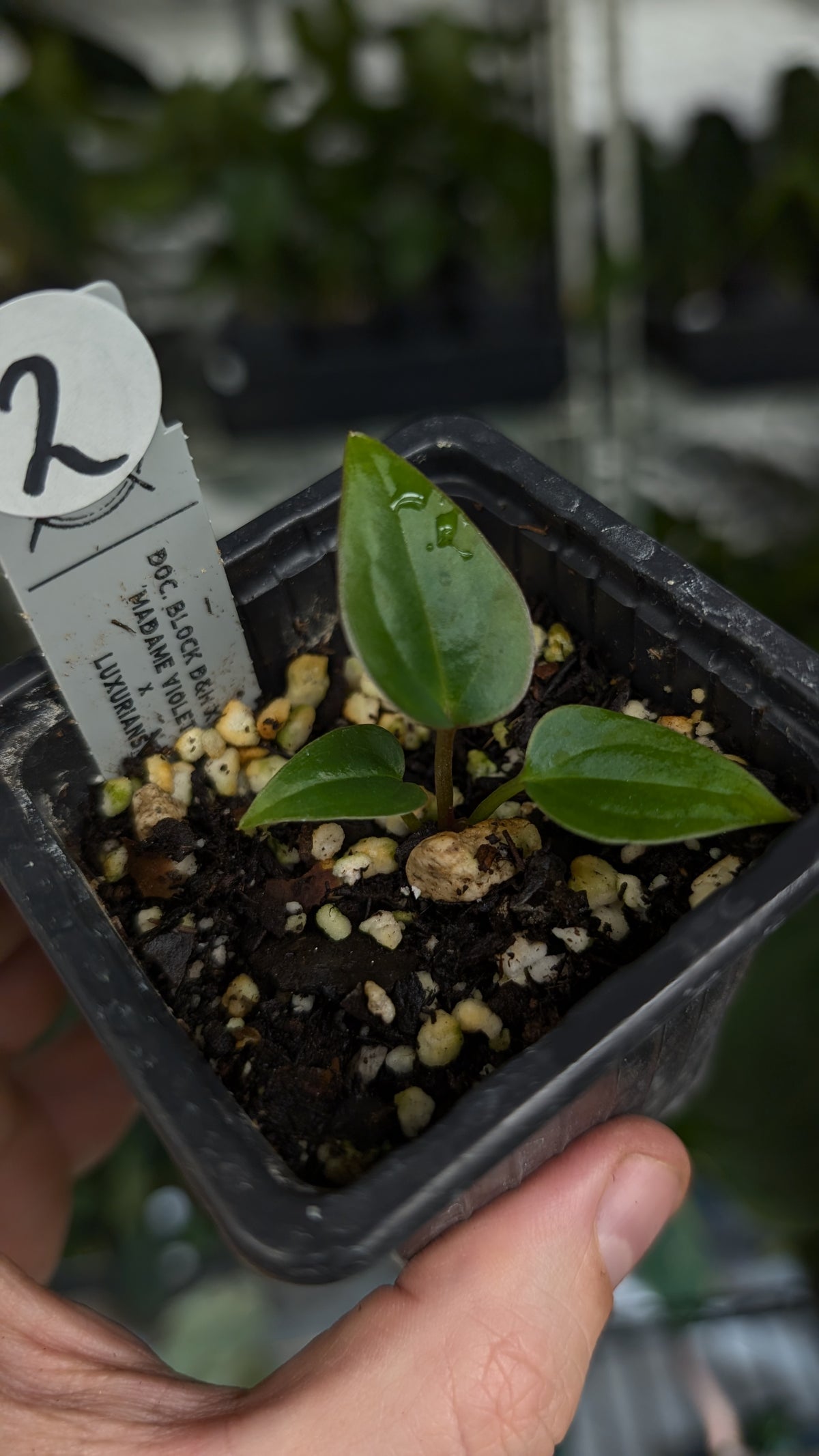 Anthurium 'Madame Violette' x Luxurians seedlings