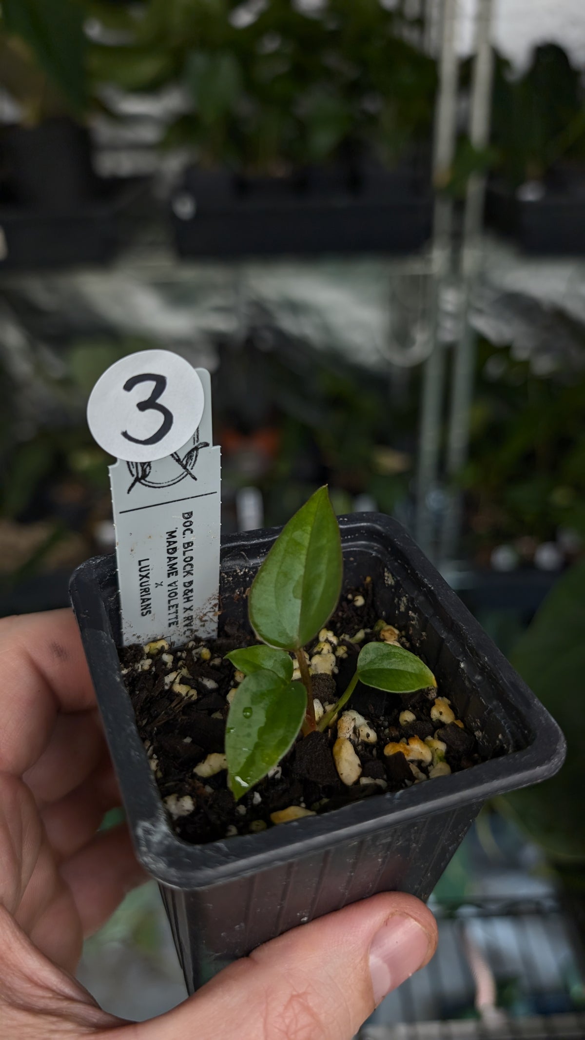 Anthurium 'Madame Violette' x Luxurians seedlings