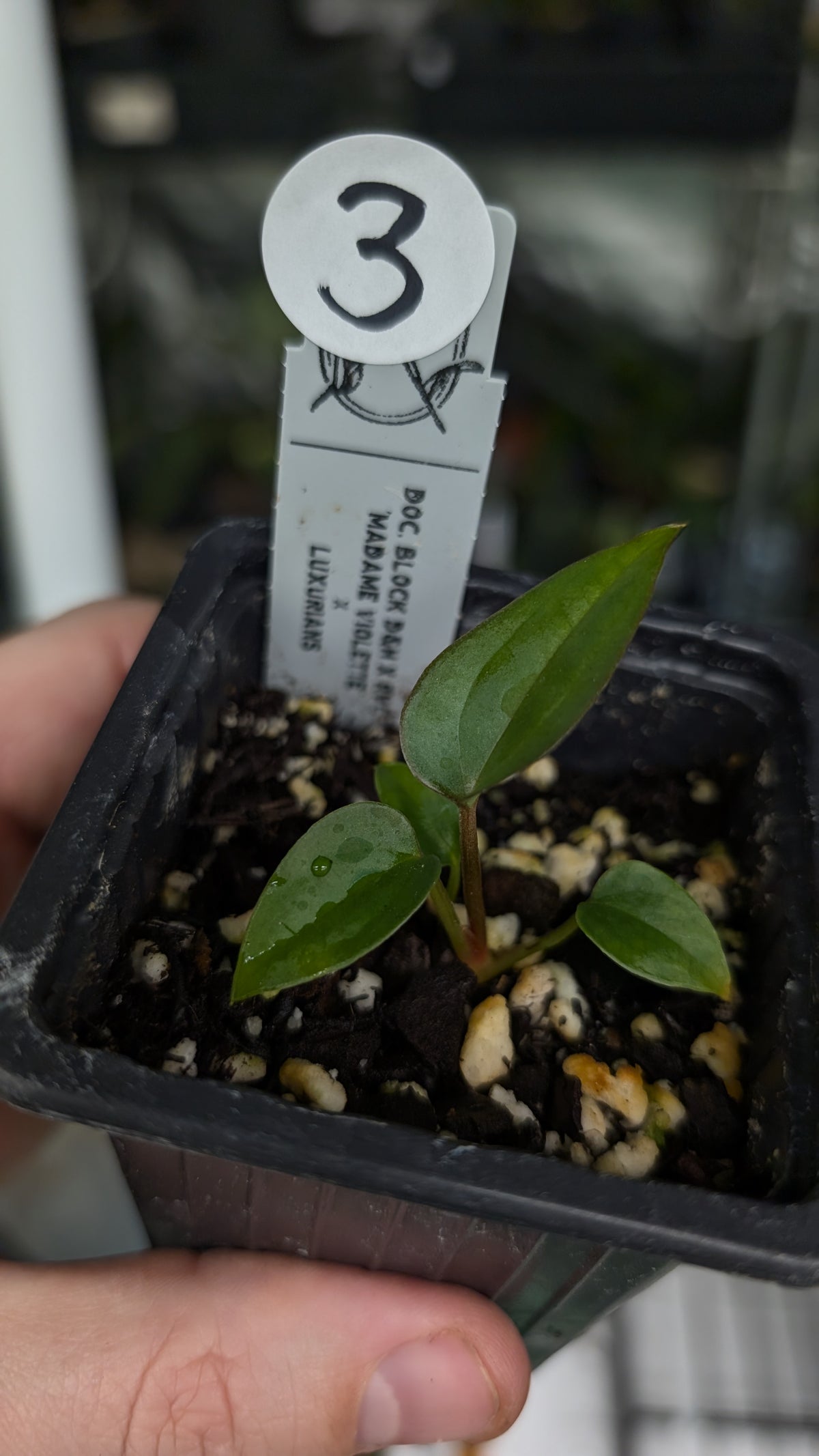 Anthurium 'Madame Violette' x Luxurians seedlings