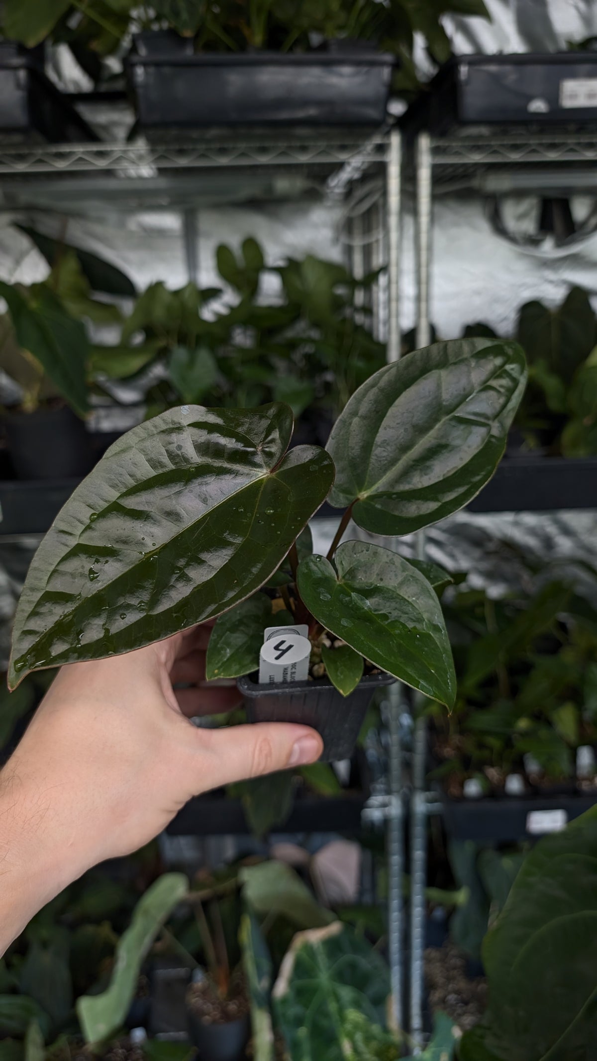 Anthurium 'Madame Violette' x Luxurians seedlings