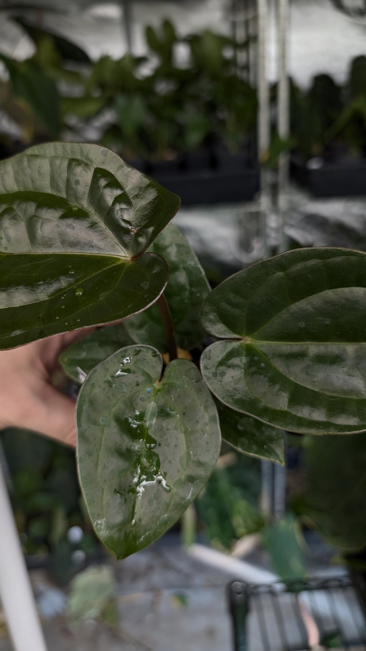 Anthurium 'Madame Violette' x Luxurians seedlings