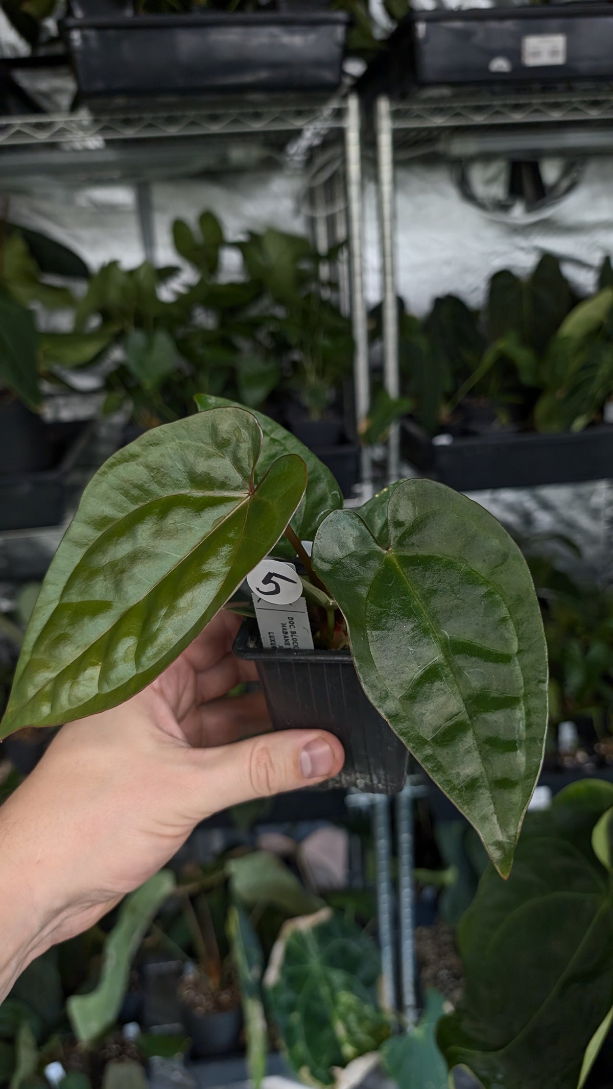 Anthurium 'Madame Violette' x Luxurians seedlings