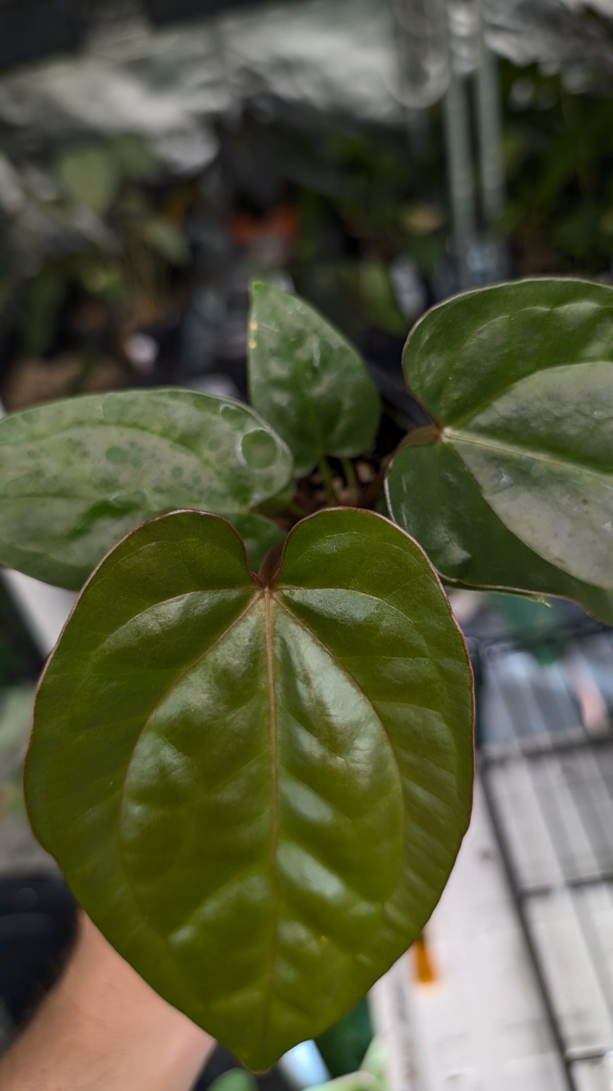 Anthurium 'Madame Violette' x Luxurians seedlings